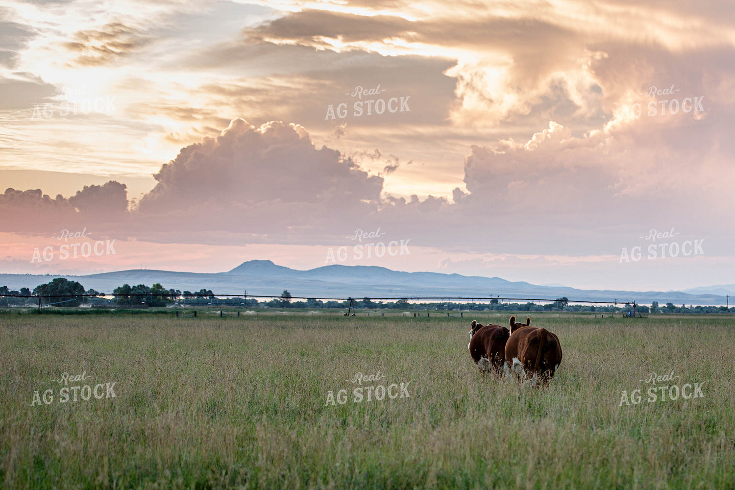 Hereford Cattle in Pasture with Irrigation 81025