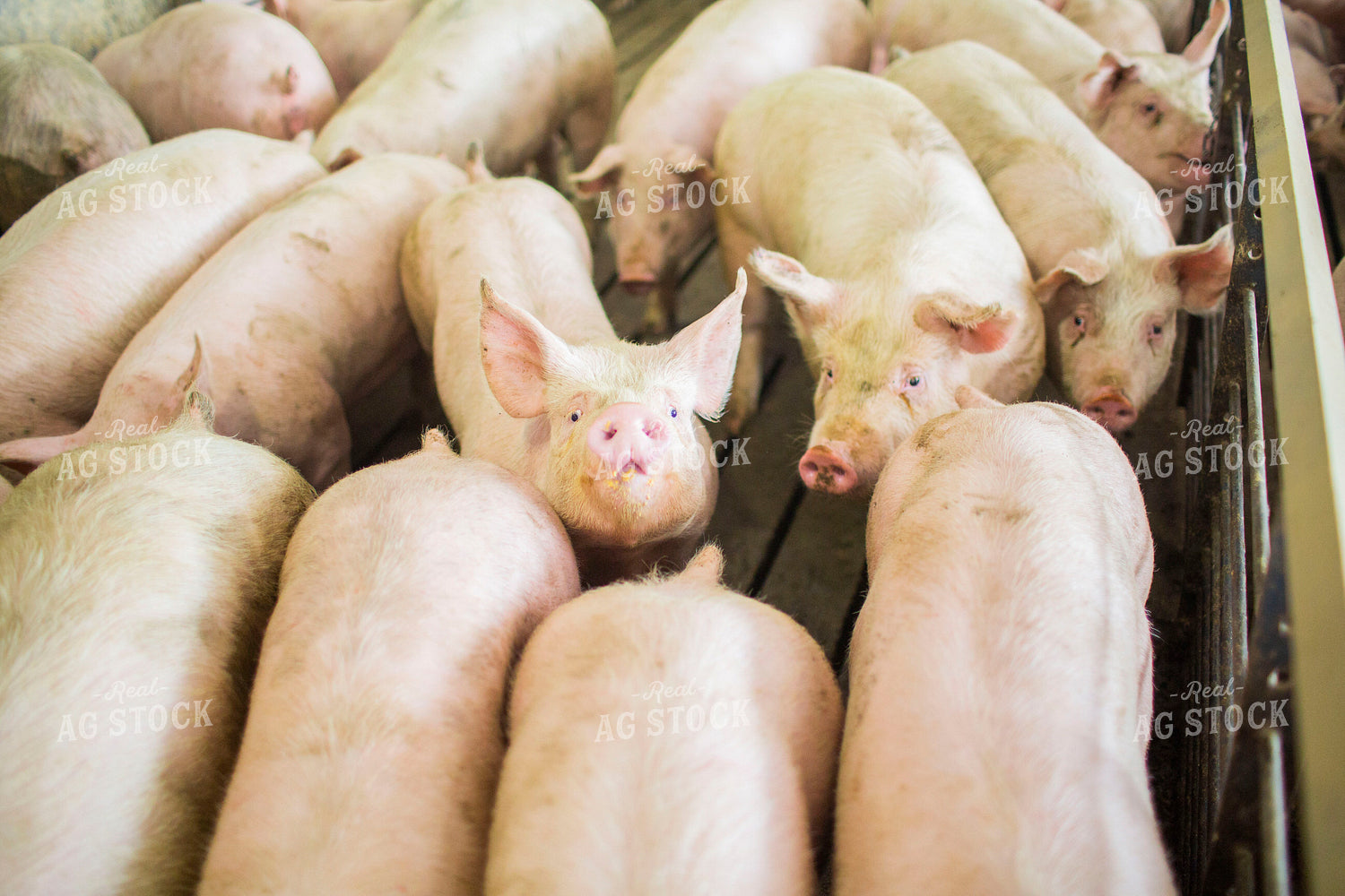 Finishing Pigs in Barn with Slatted Floor 3895