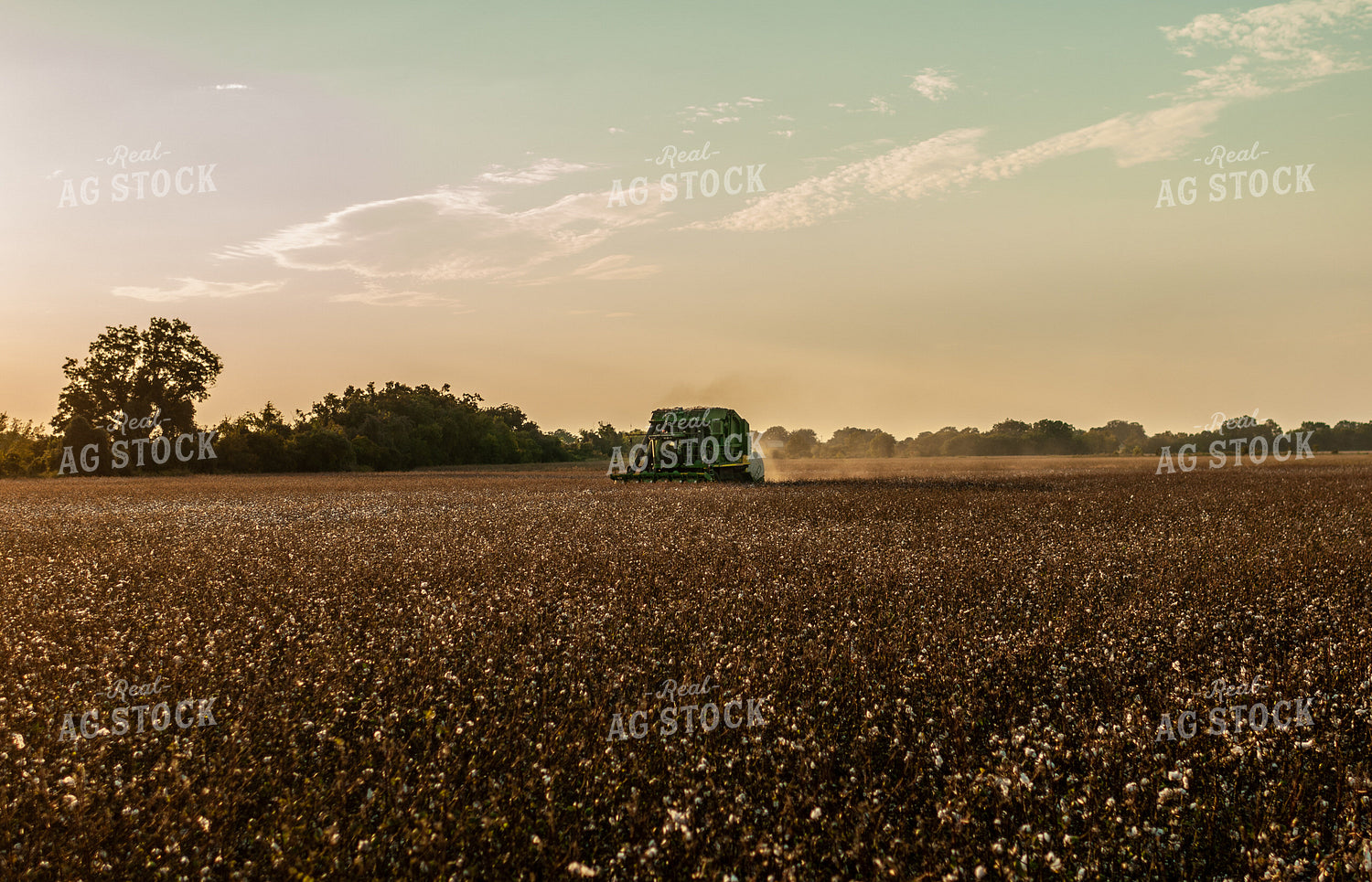 Cotton Harvest 59066