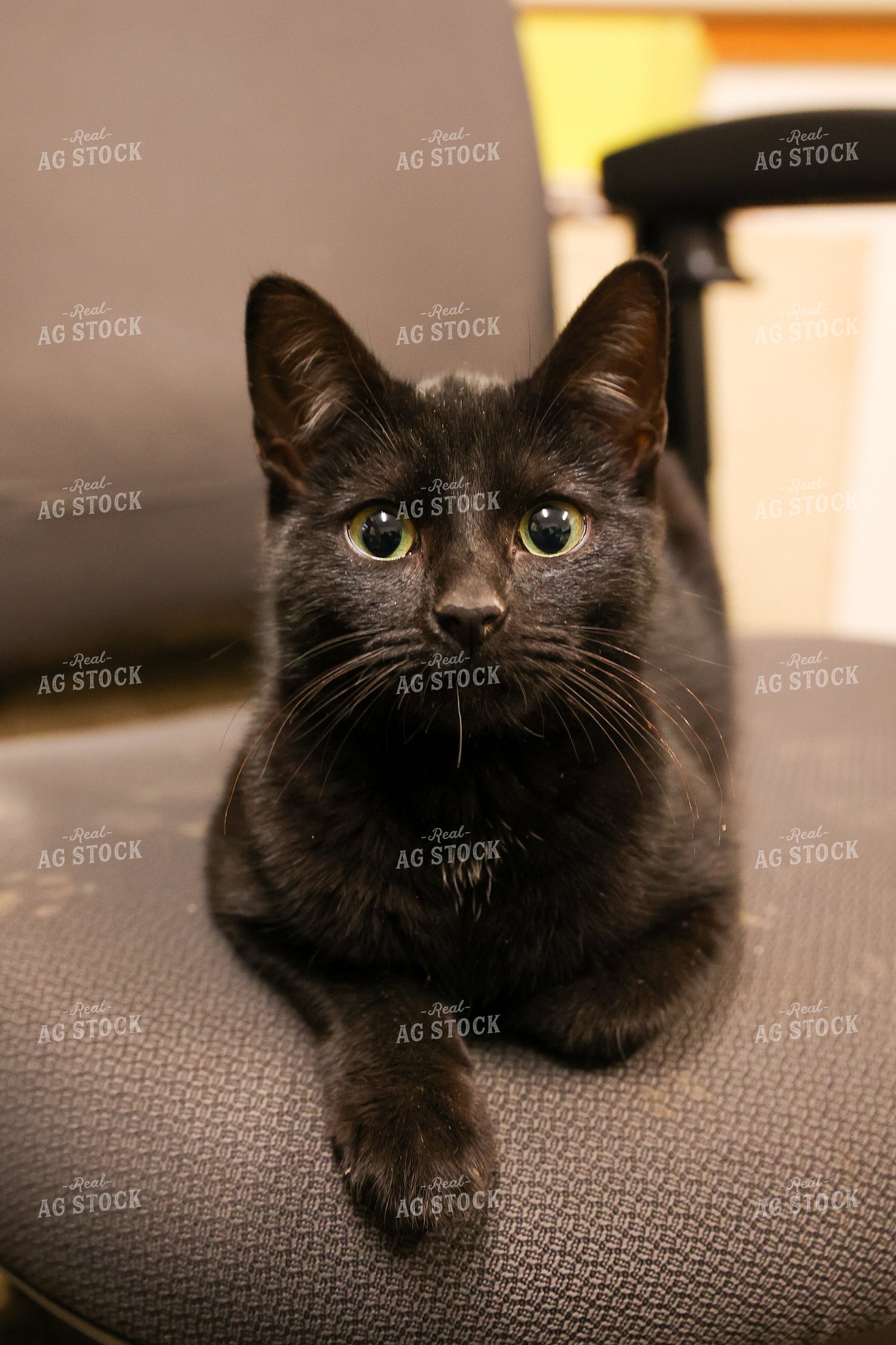 Farm Cat 52470
