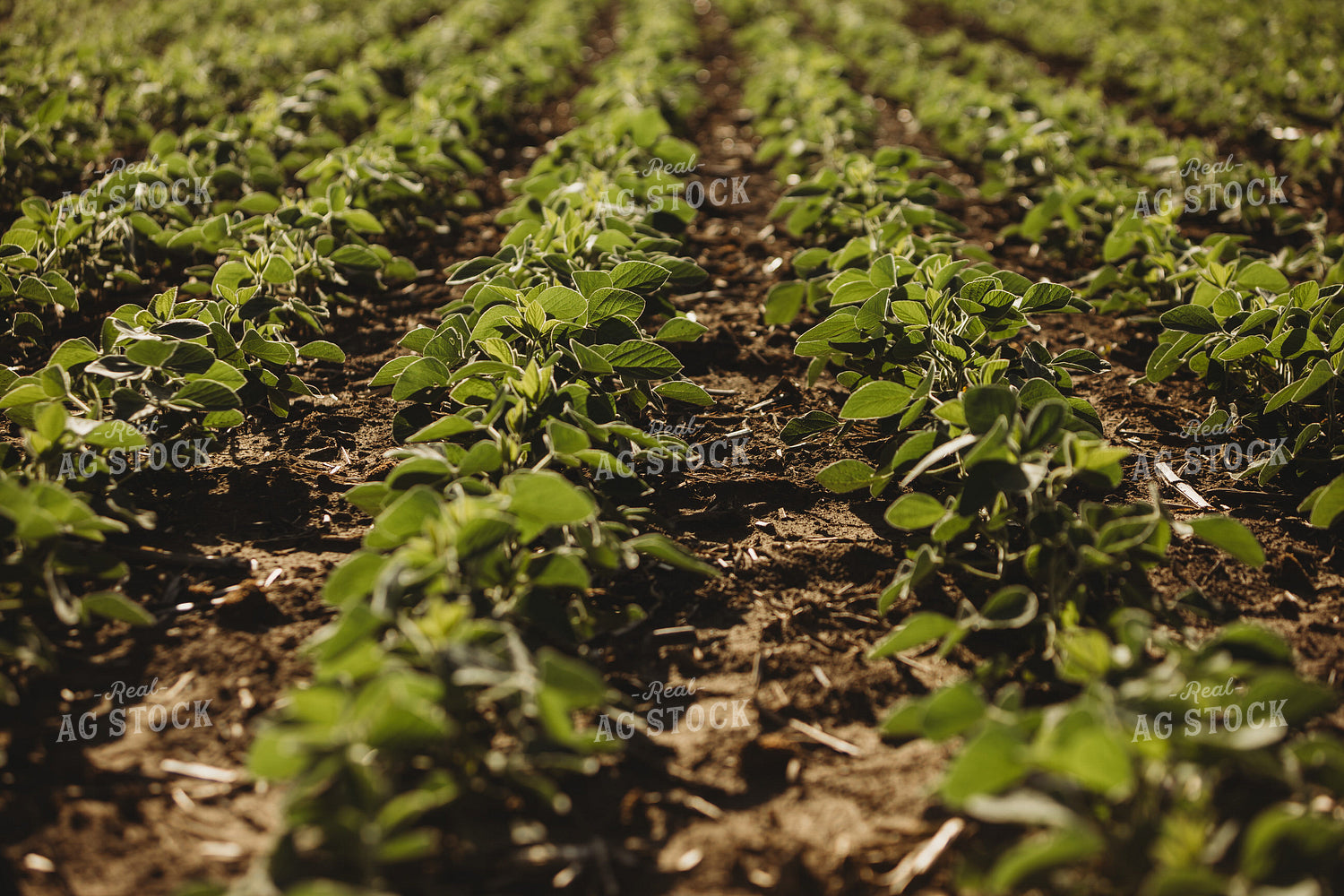 Rows of Green Soybeans 4350