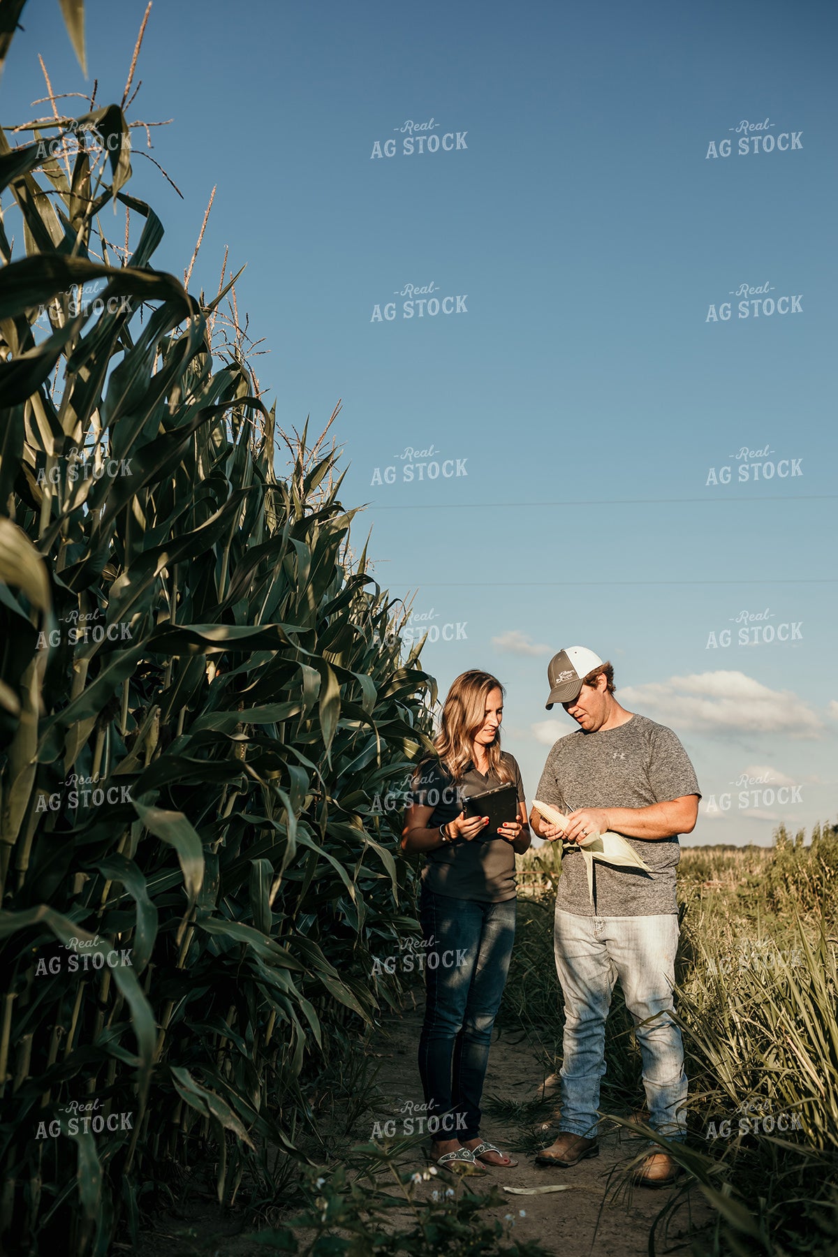 Farmer and Agronomist Corn Yield Estimate 3164