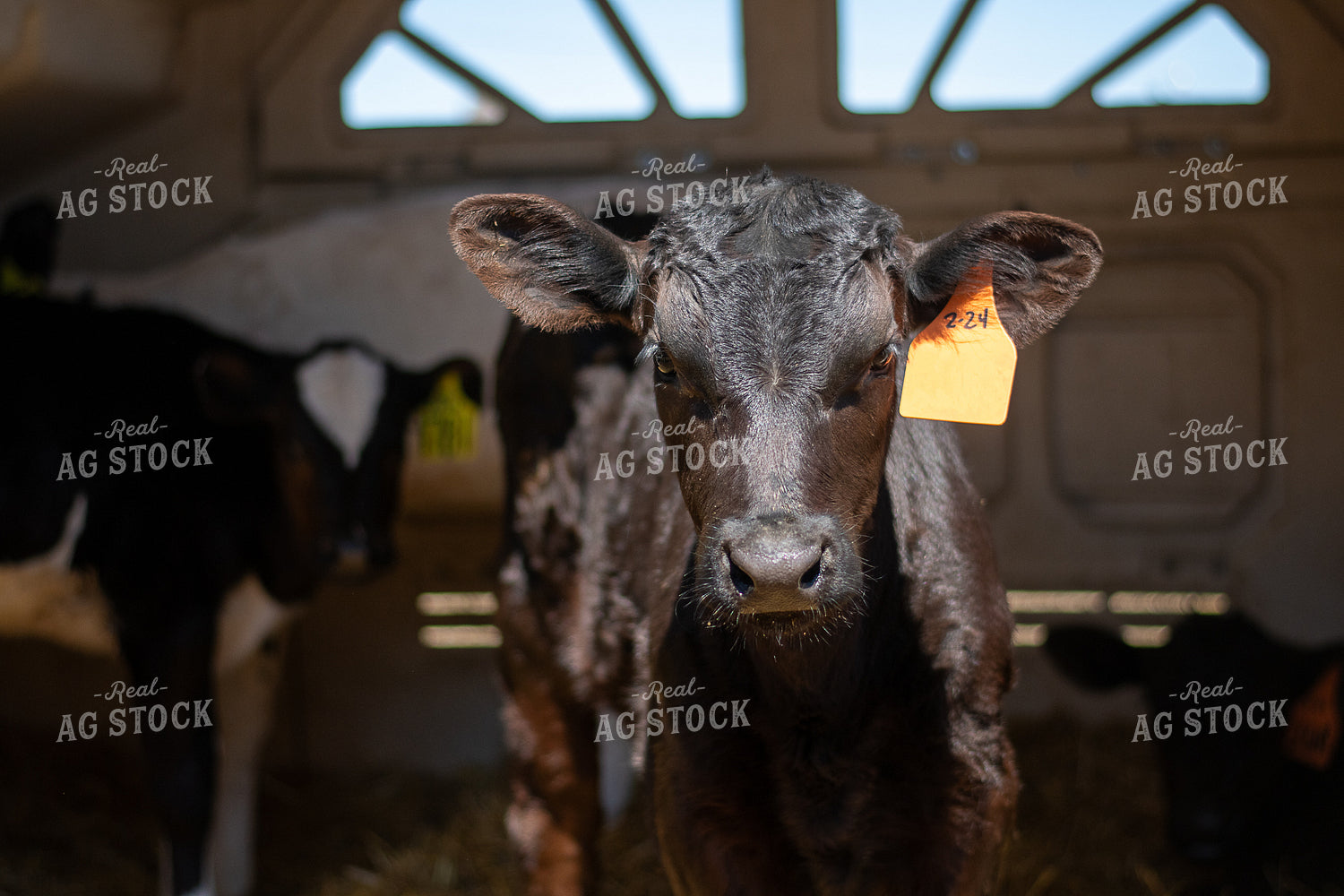 Calf 50465