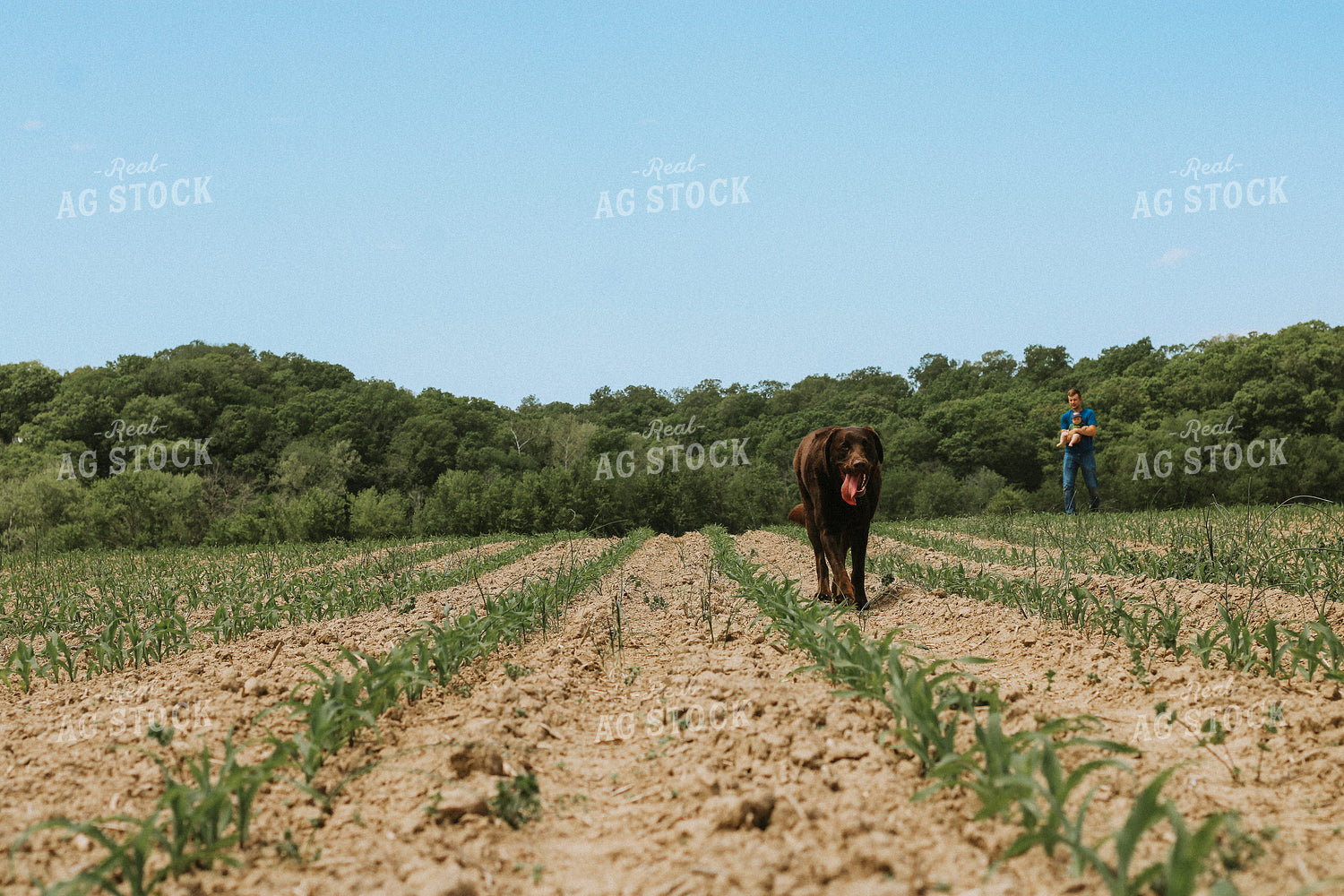 Farm Dog Walks Early Growth Corn Field with Family 101025