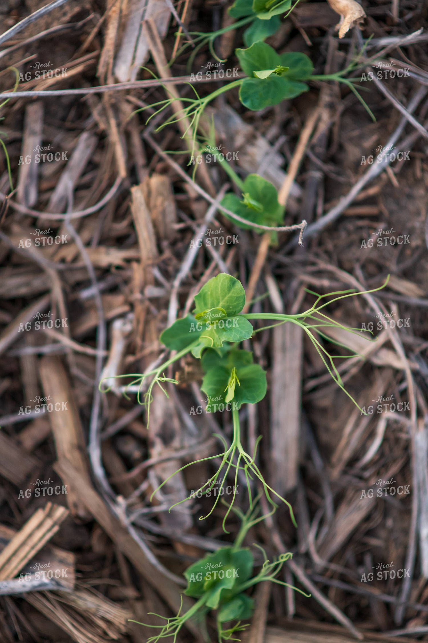 Pea Plants 76138