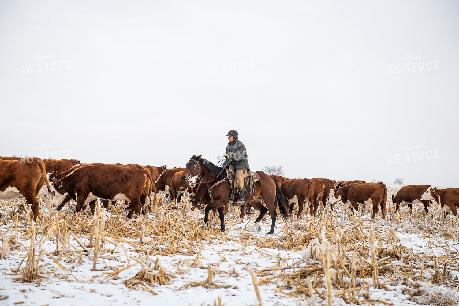 Rancher on Horseback Herding Cattle 212063