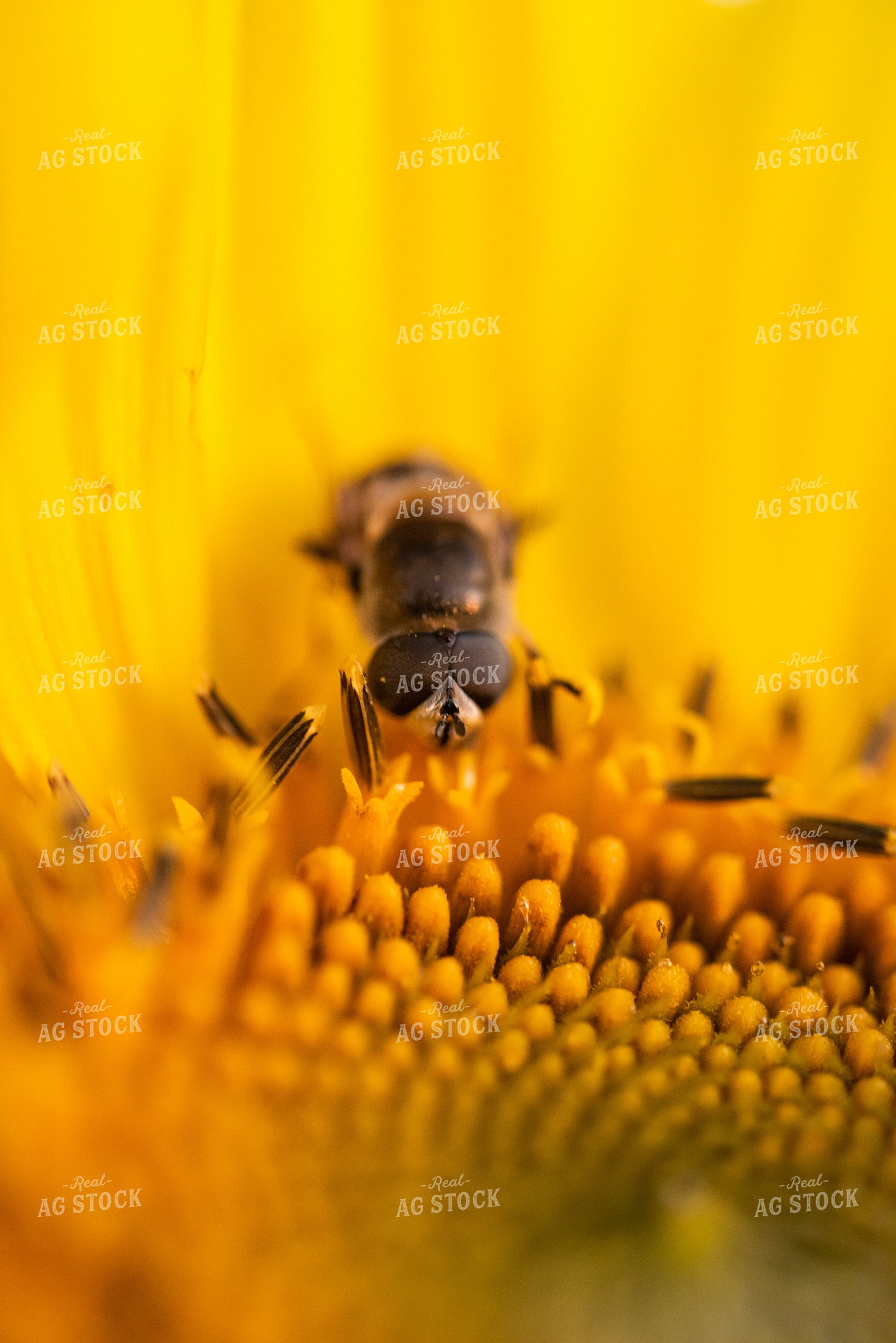 Bee on Sunflower 76291