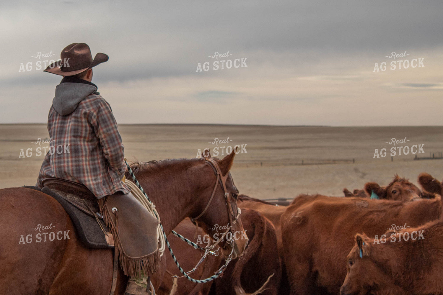 Rancher with Cattle 97003