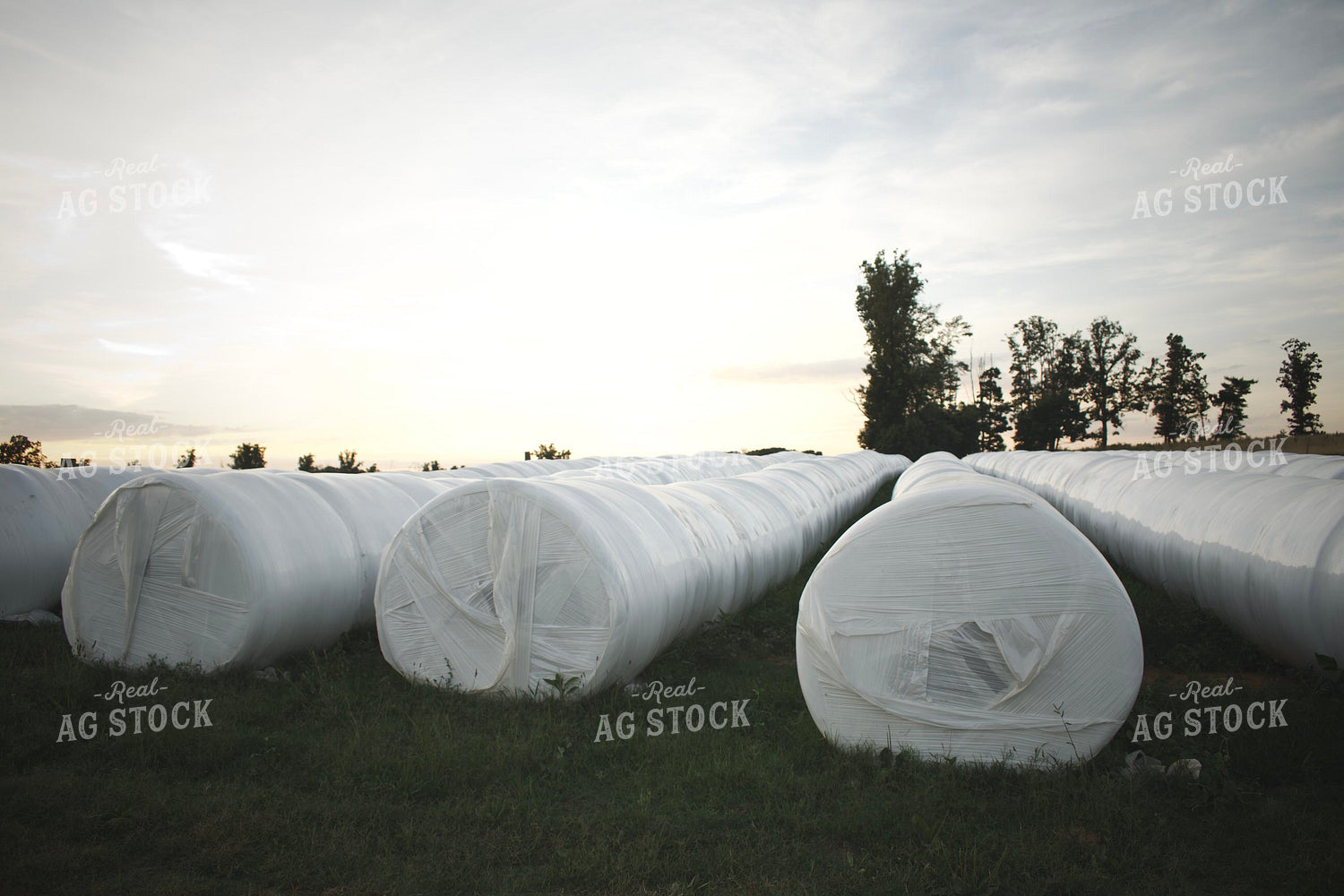 Wrapped Hay Bales 251004