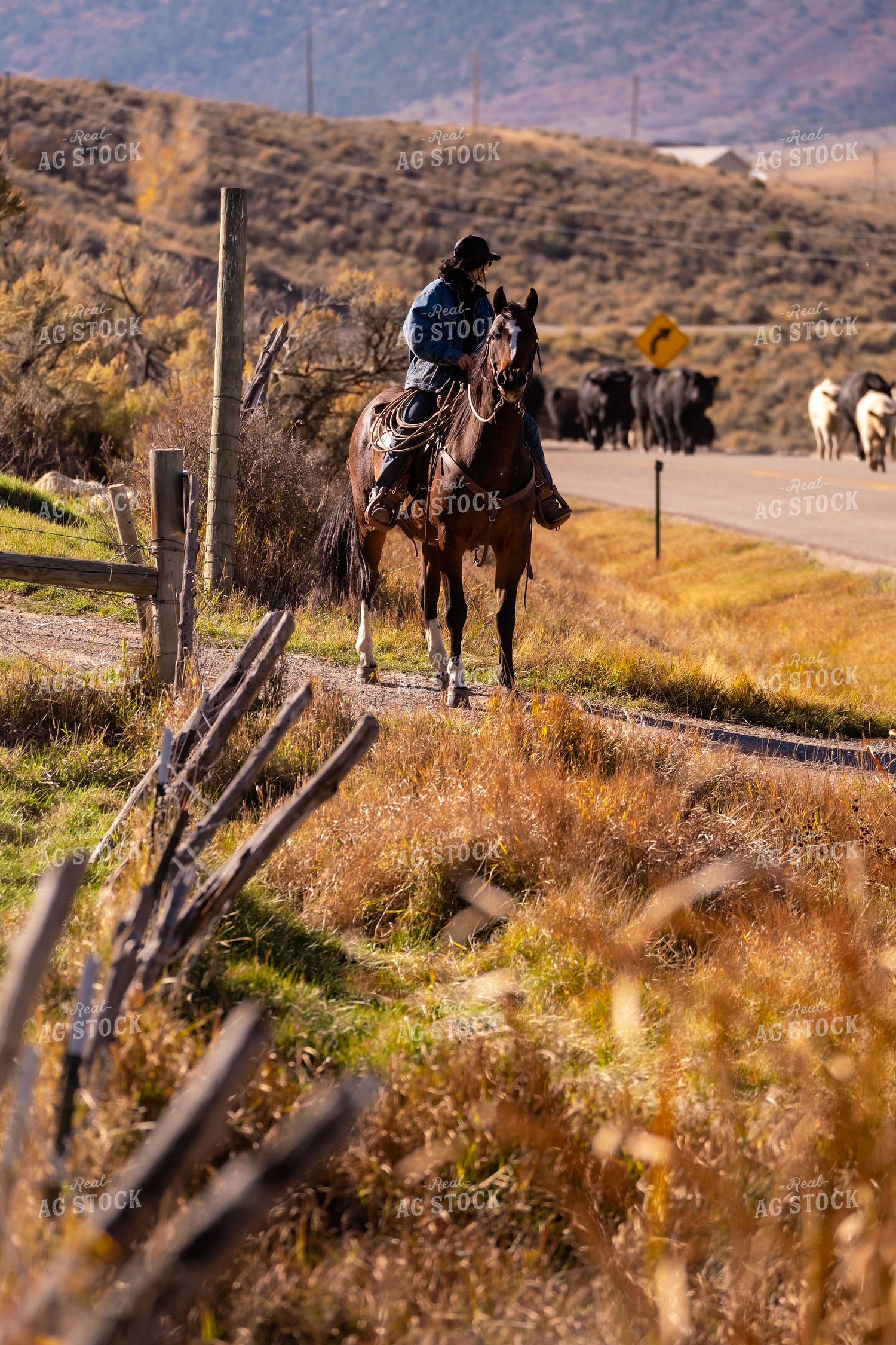 Rancher Herding Cattle on Horseback 163025