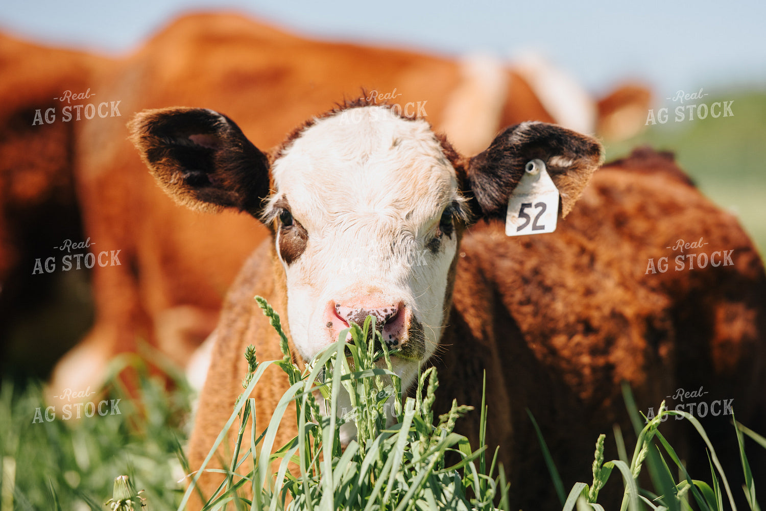 Hereford Calf in Pasture 68060
