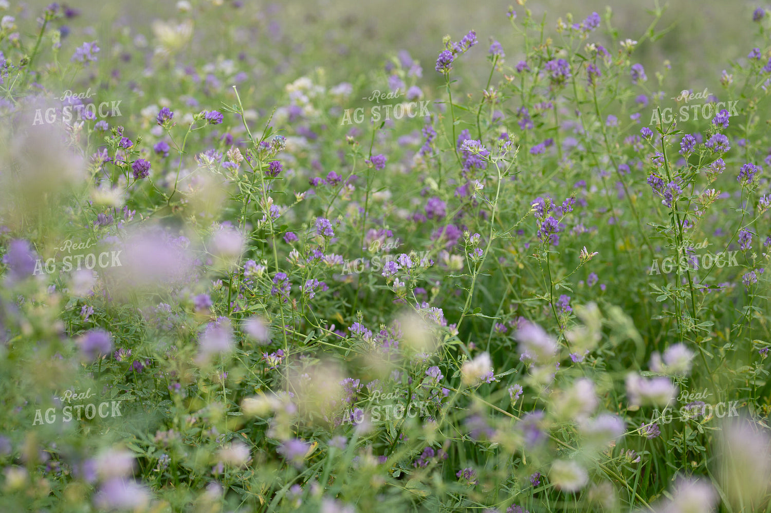 Flowering Alfalfa 185242