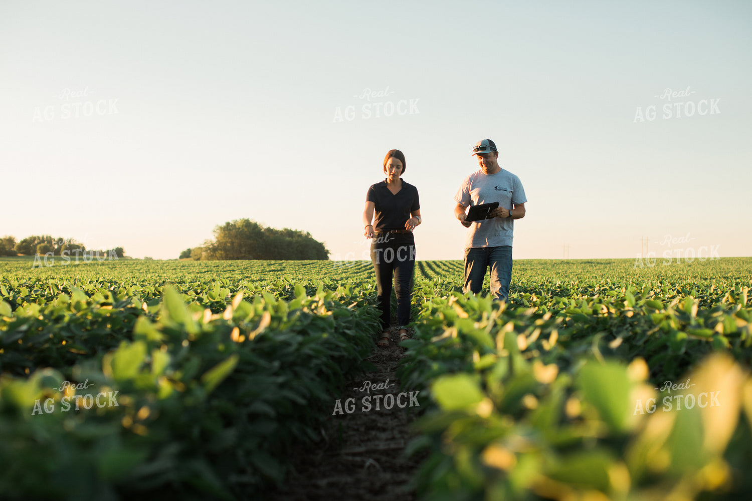 Agronomist and Farmer Scouting Soybean Field 6120