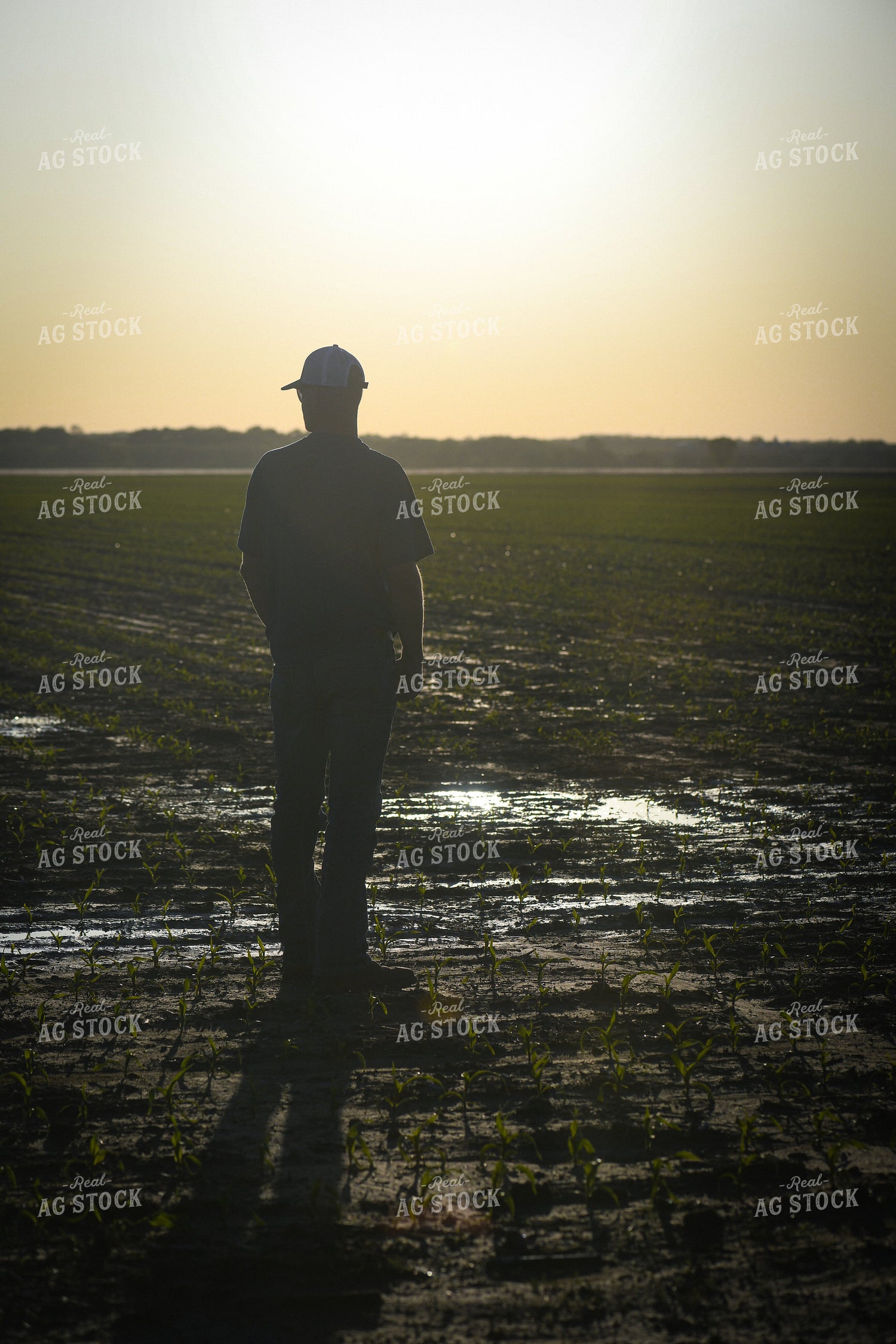 Farmer Scouting Wet Corn Field 191093
