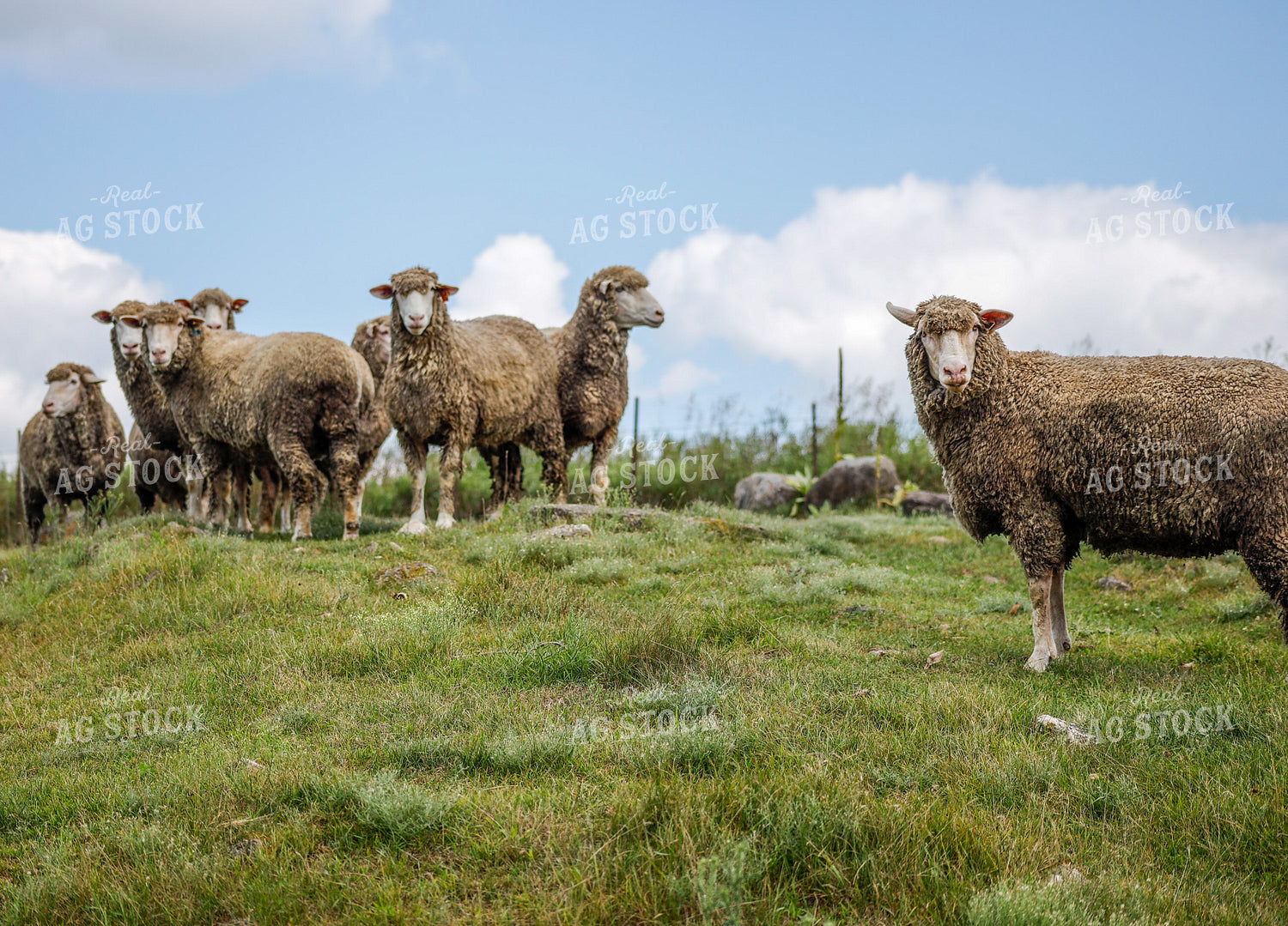 Sheep 261007