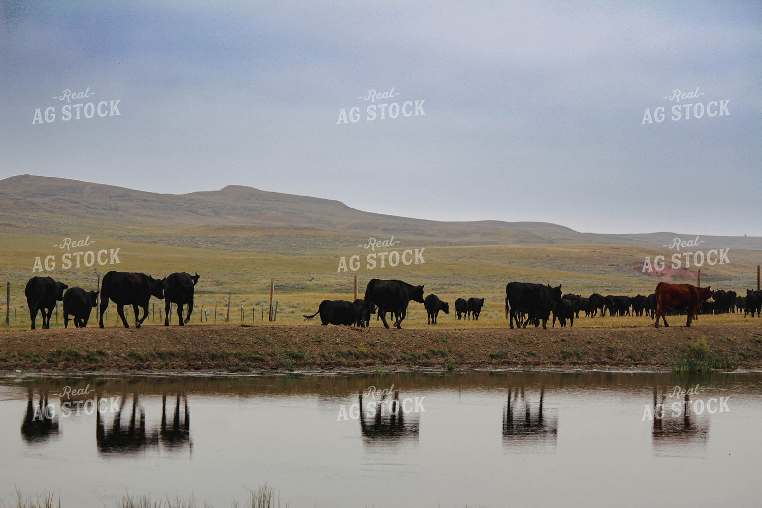 Cattle Gather 63066