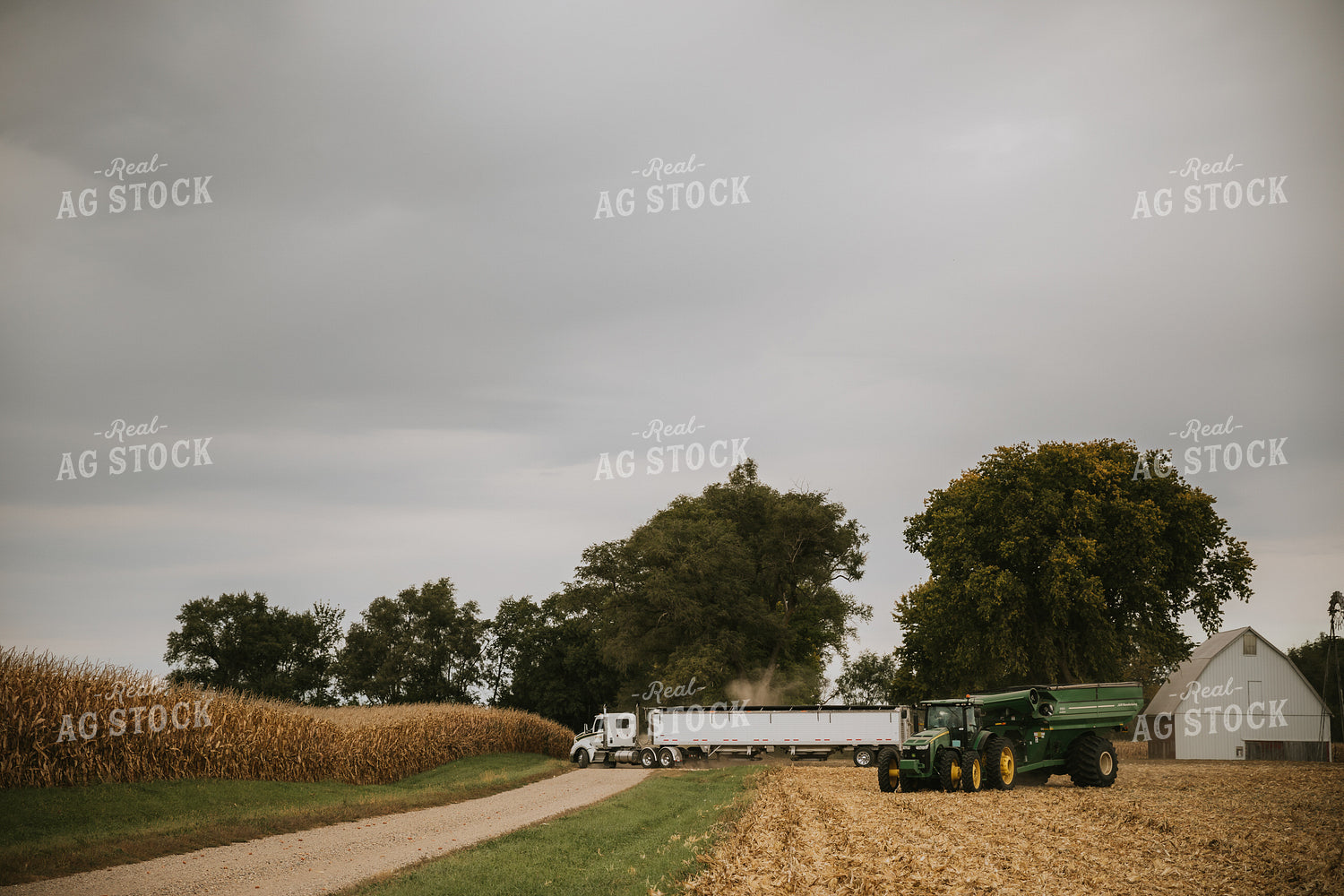 Corn Harvest 6642