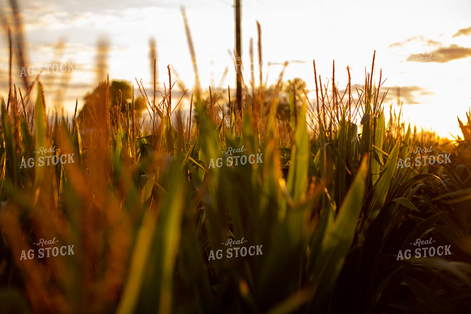 Corn - Mid-Season 2323