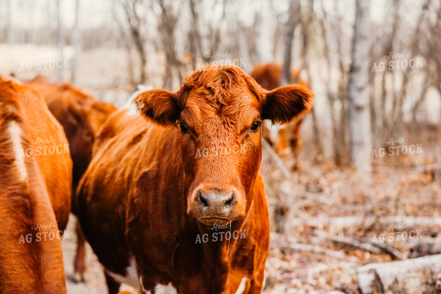 Red Angus Cow with Woods Background 64175