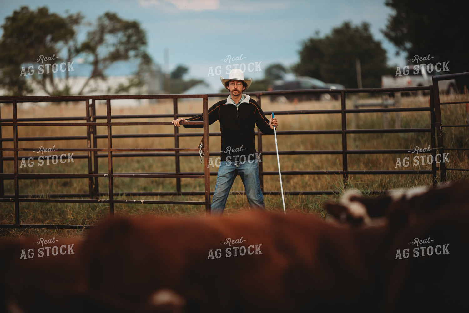 Rancher with Cattle 6464
