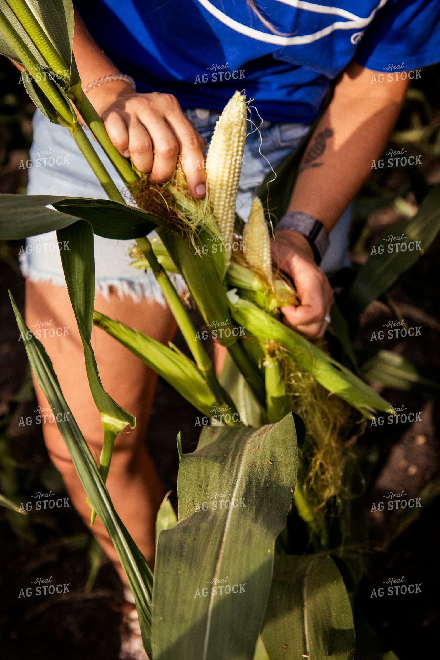 Checking Corn 67460