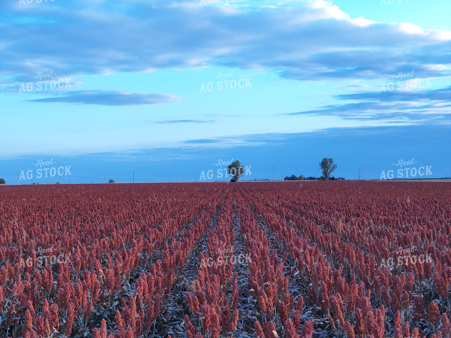 Red Milo Field 239088