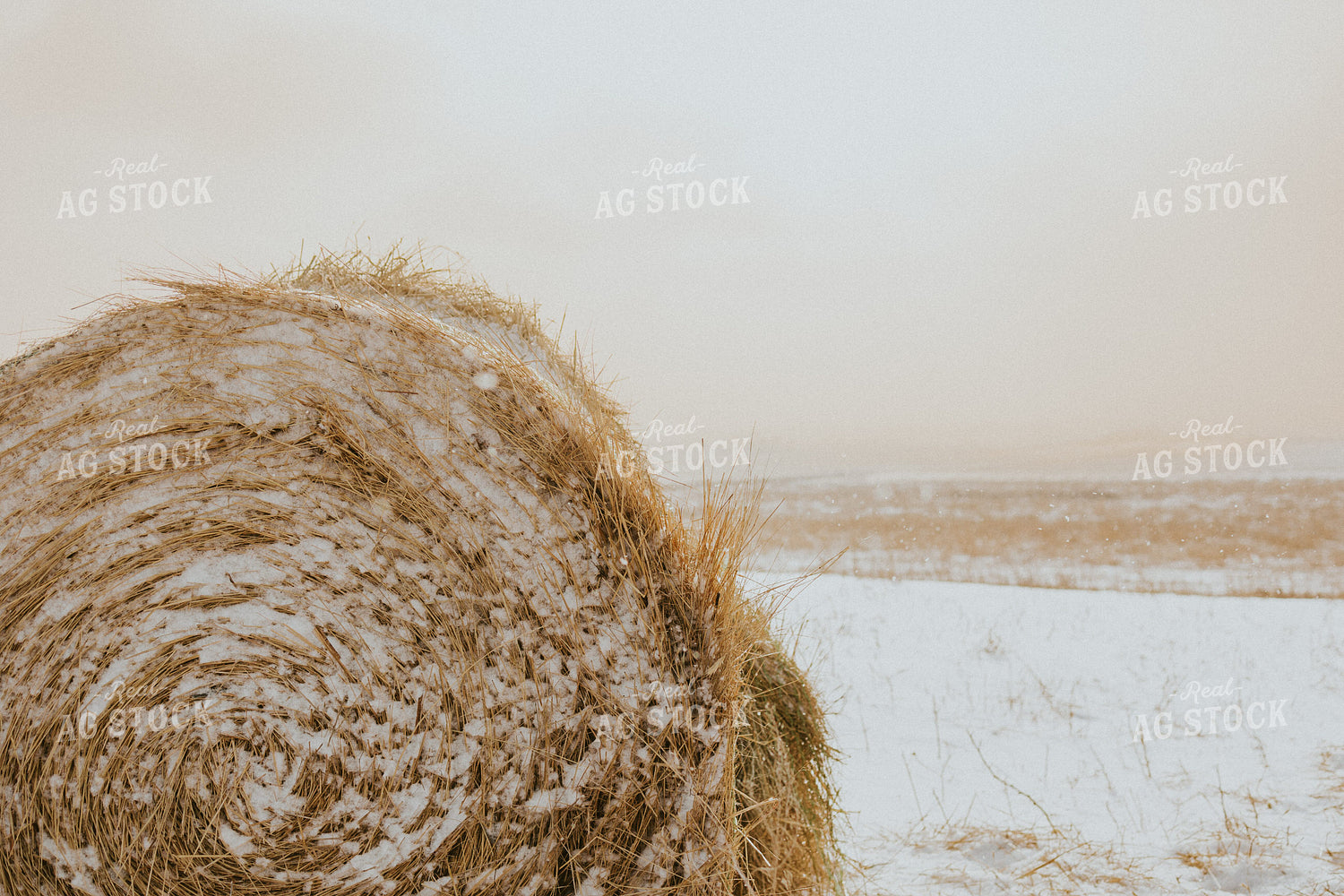 Hay Covered in Snow 61152