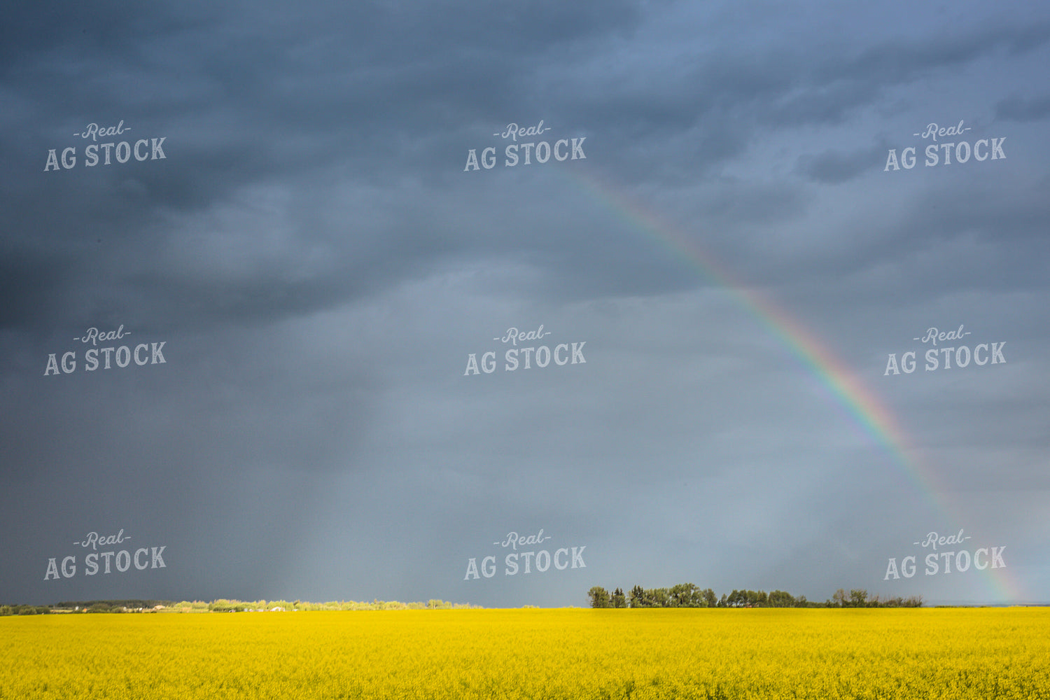 Rainbow Over a Flowering Canola Field 138027