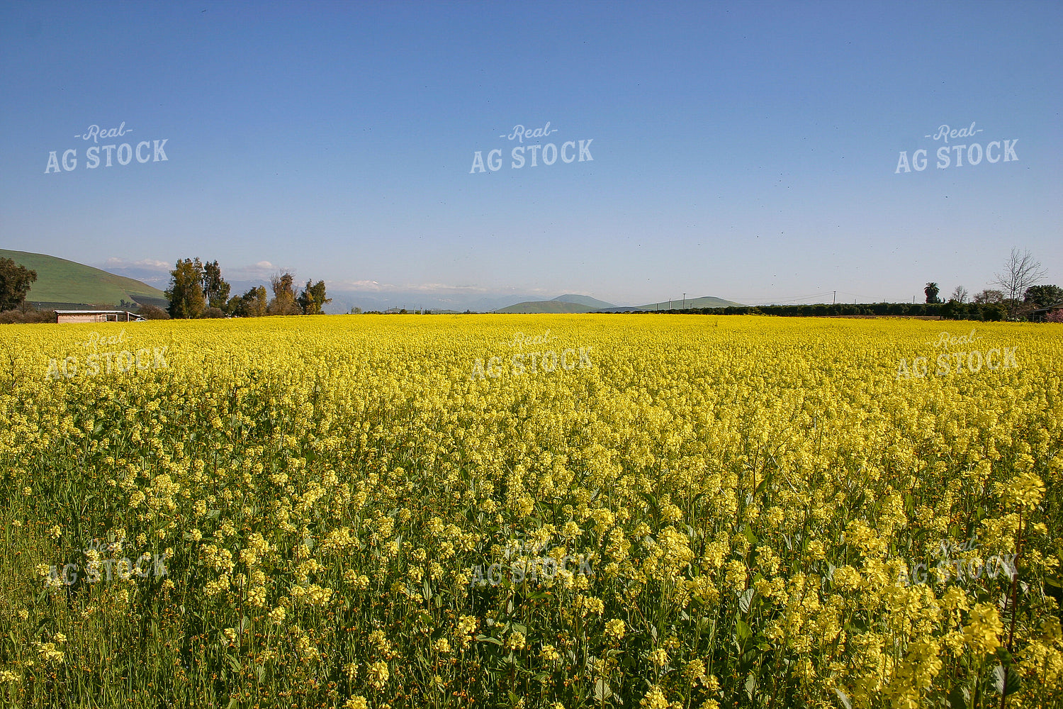 Mustard Field 188009