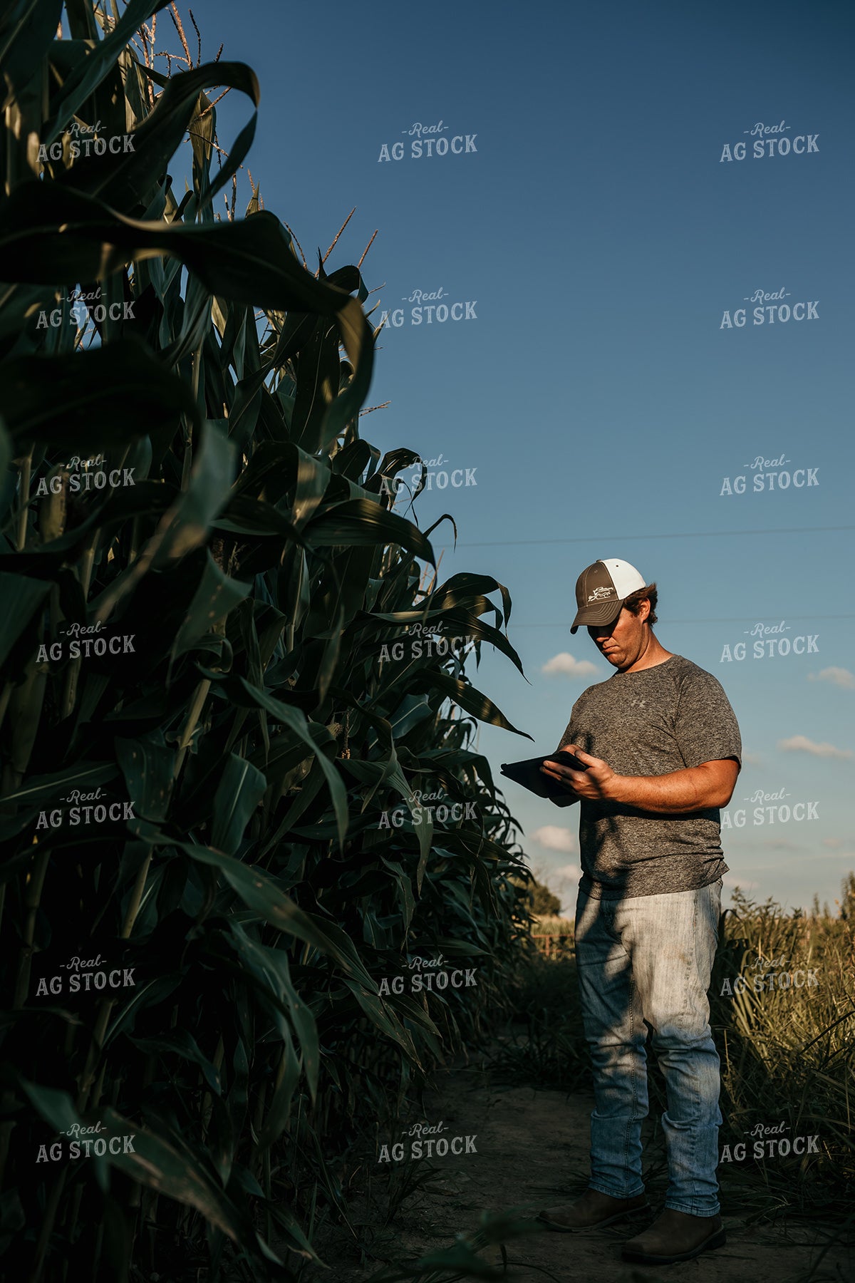 Farmer with iPad in Corn Field 3167