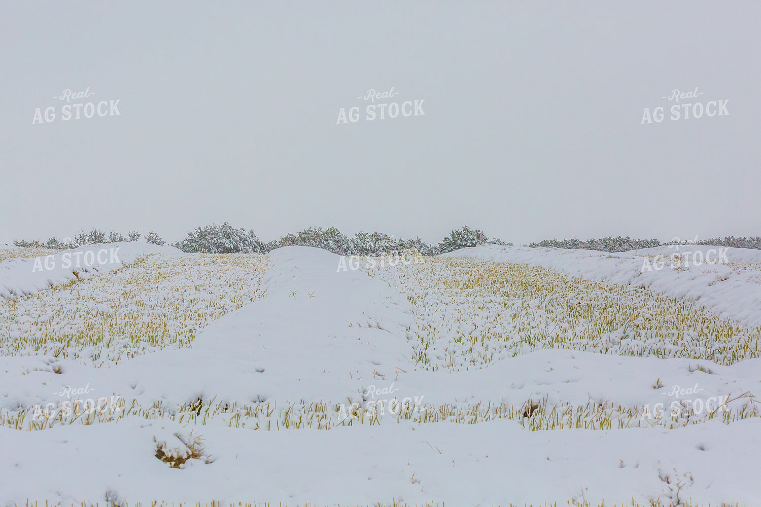 Snow Covered Barley 138075