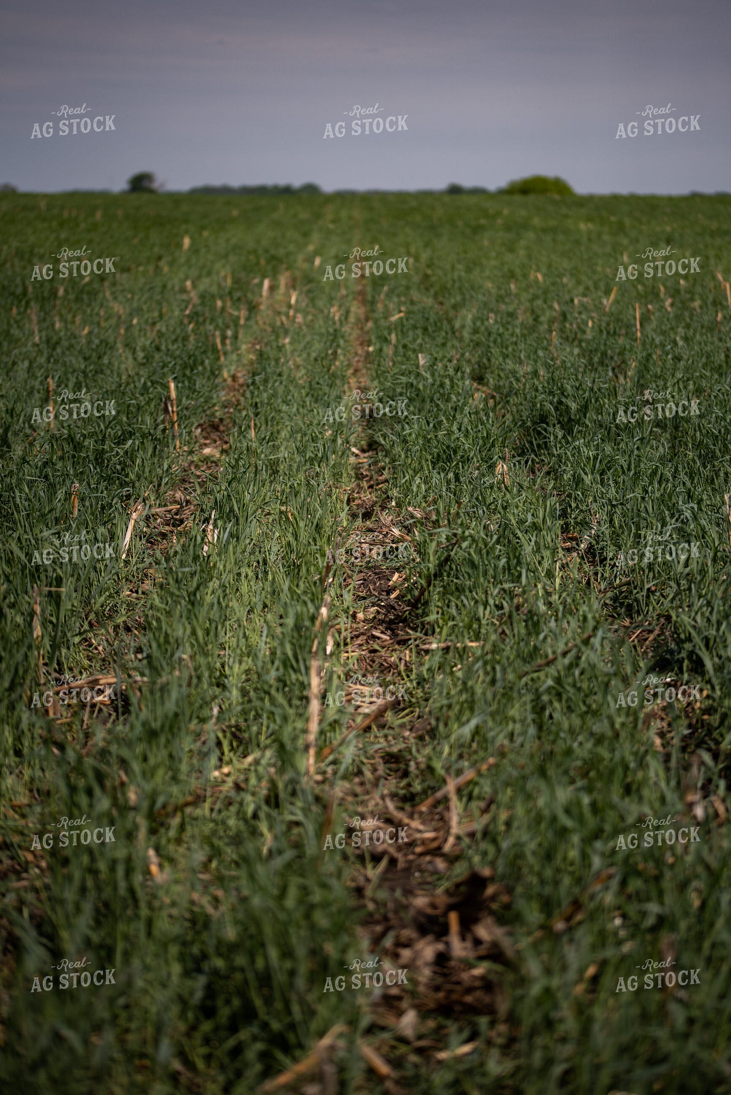 Cover Crop Field 76145