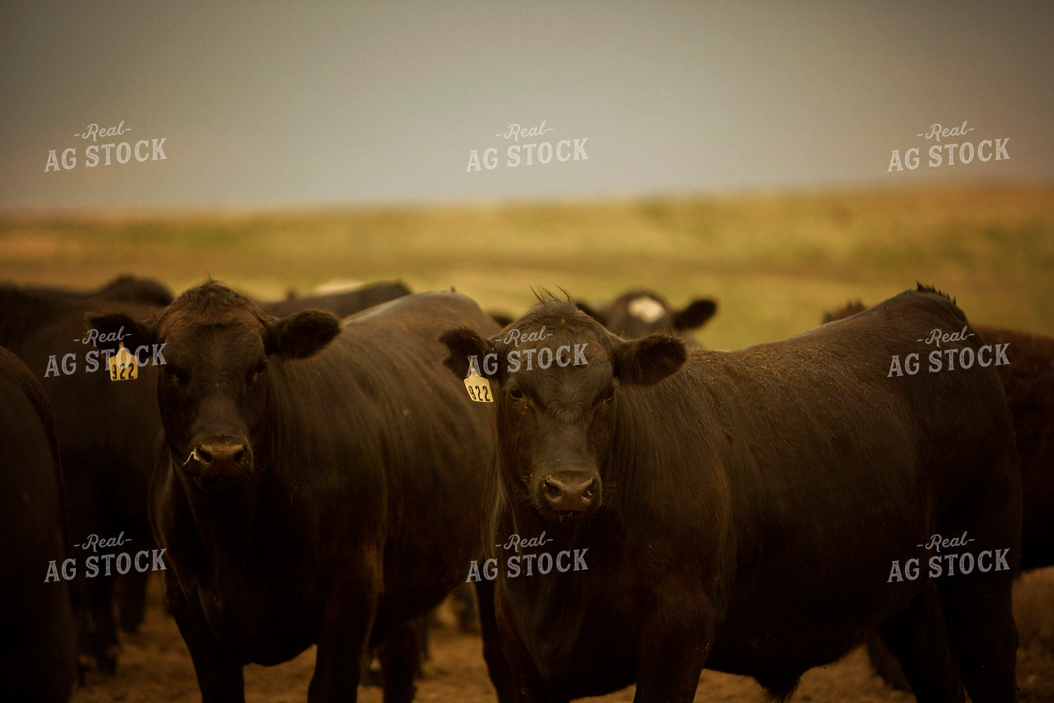 Feedyard Cattle 3848