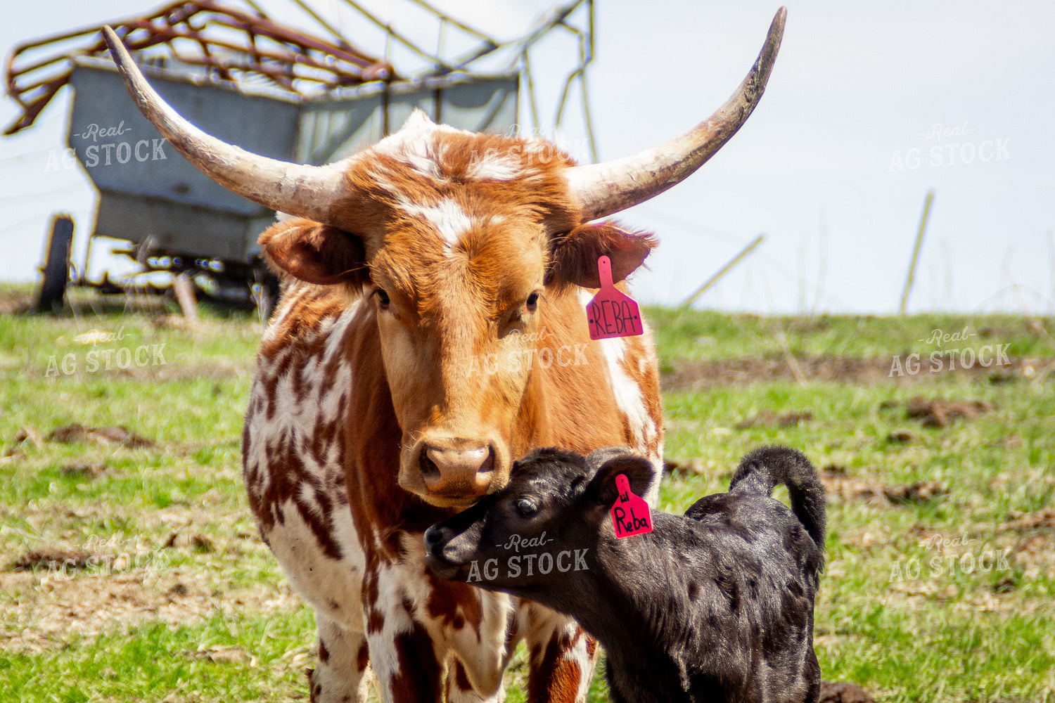 Longhorn Cow Calf Pair 155174
