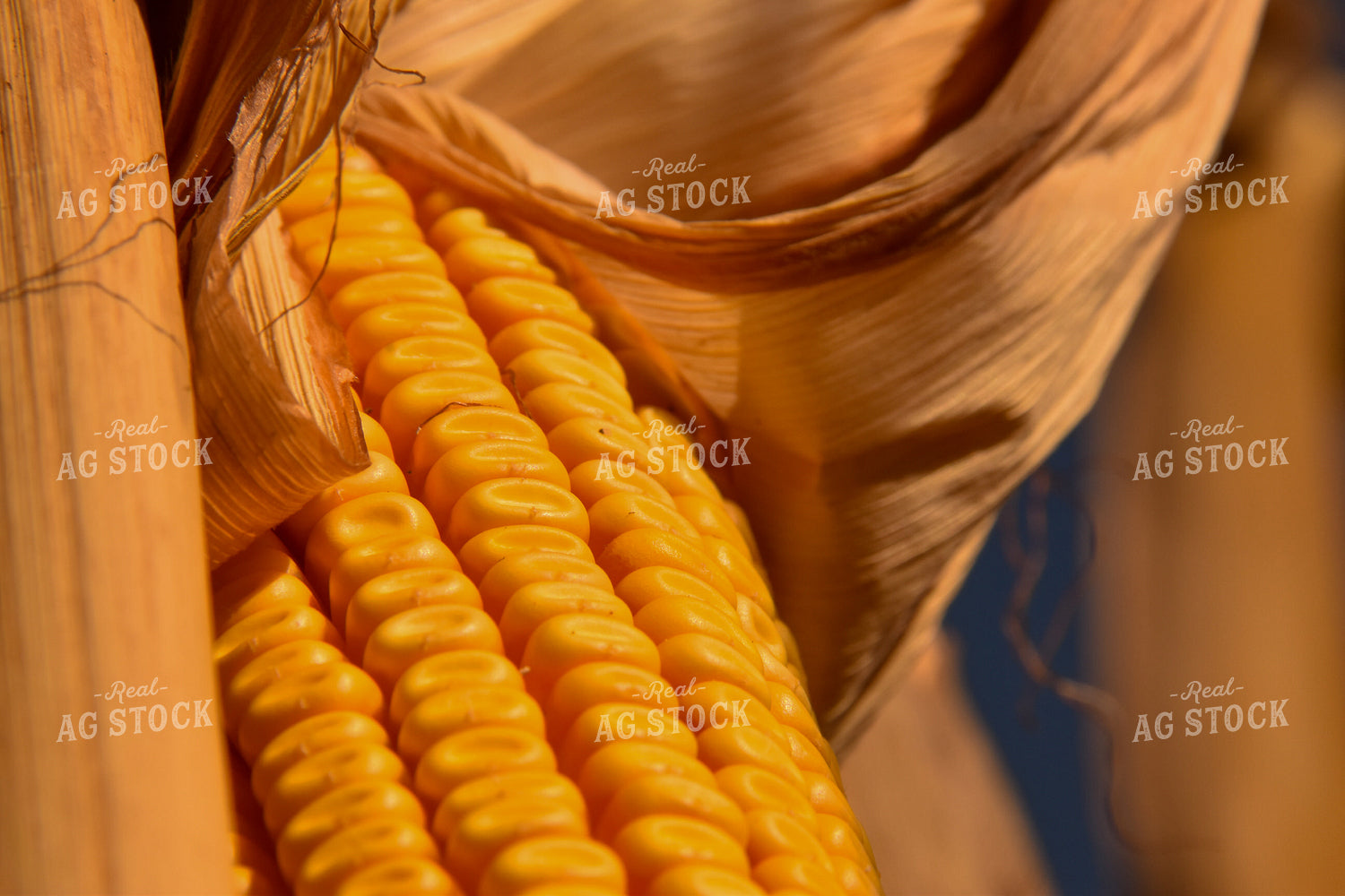 Ear of Corn 84138
