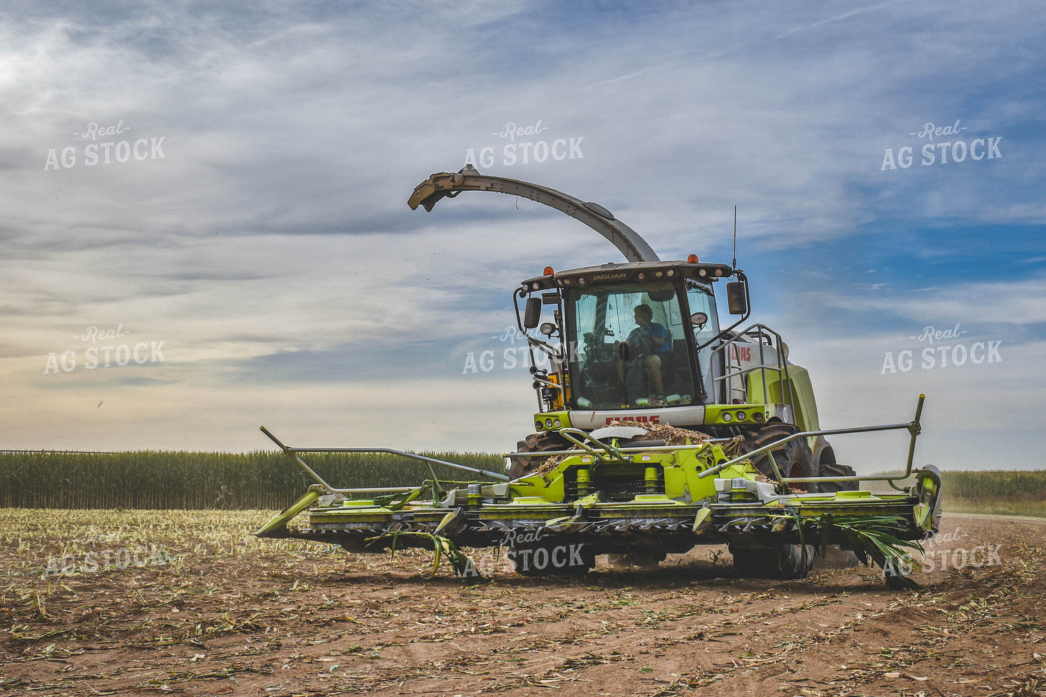 Silage Harvest 56065