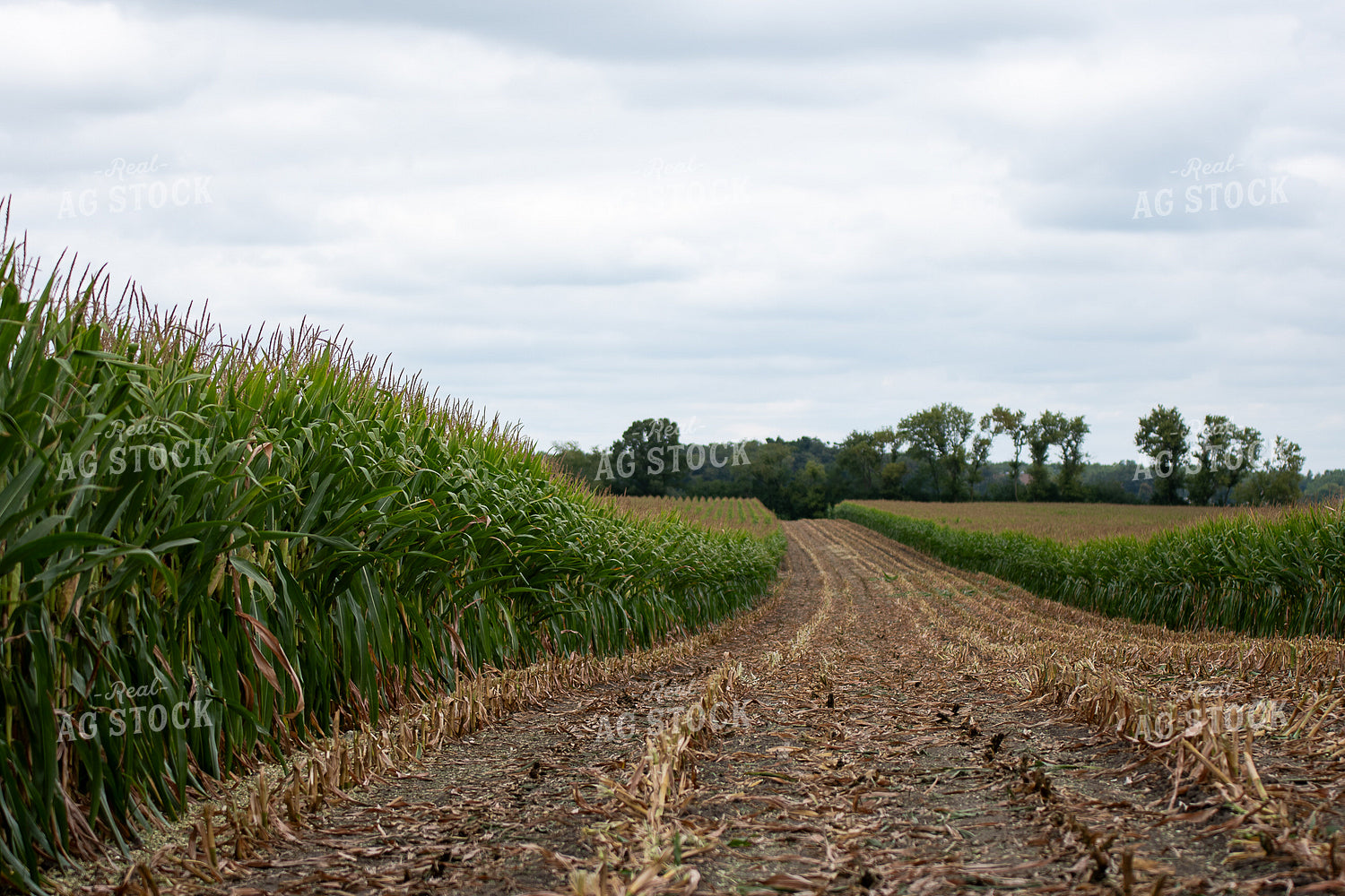 Silage Harvest 50414