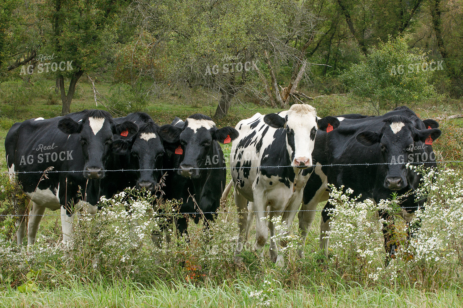 Holstein Cows on Pasture 145048