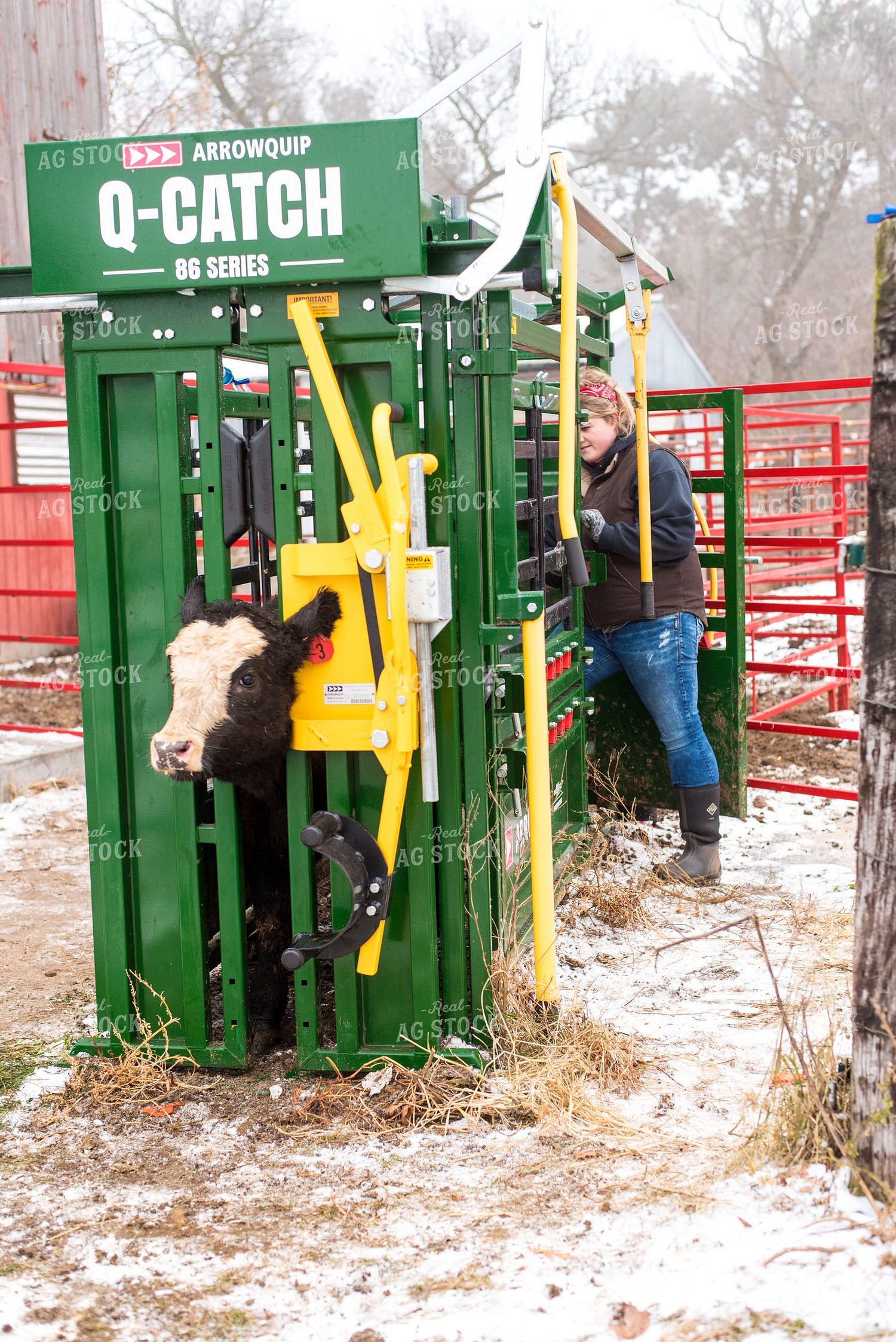 Black Baldy in Chute with Farmer 74068