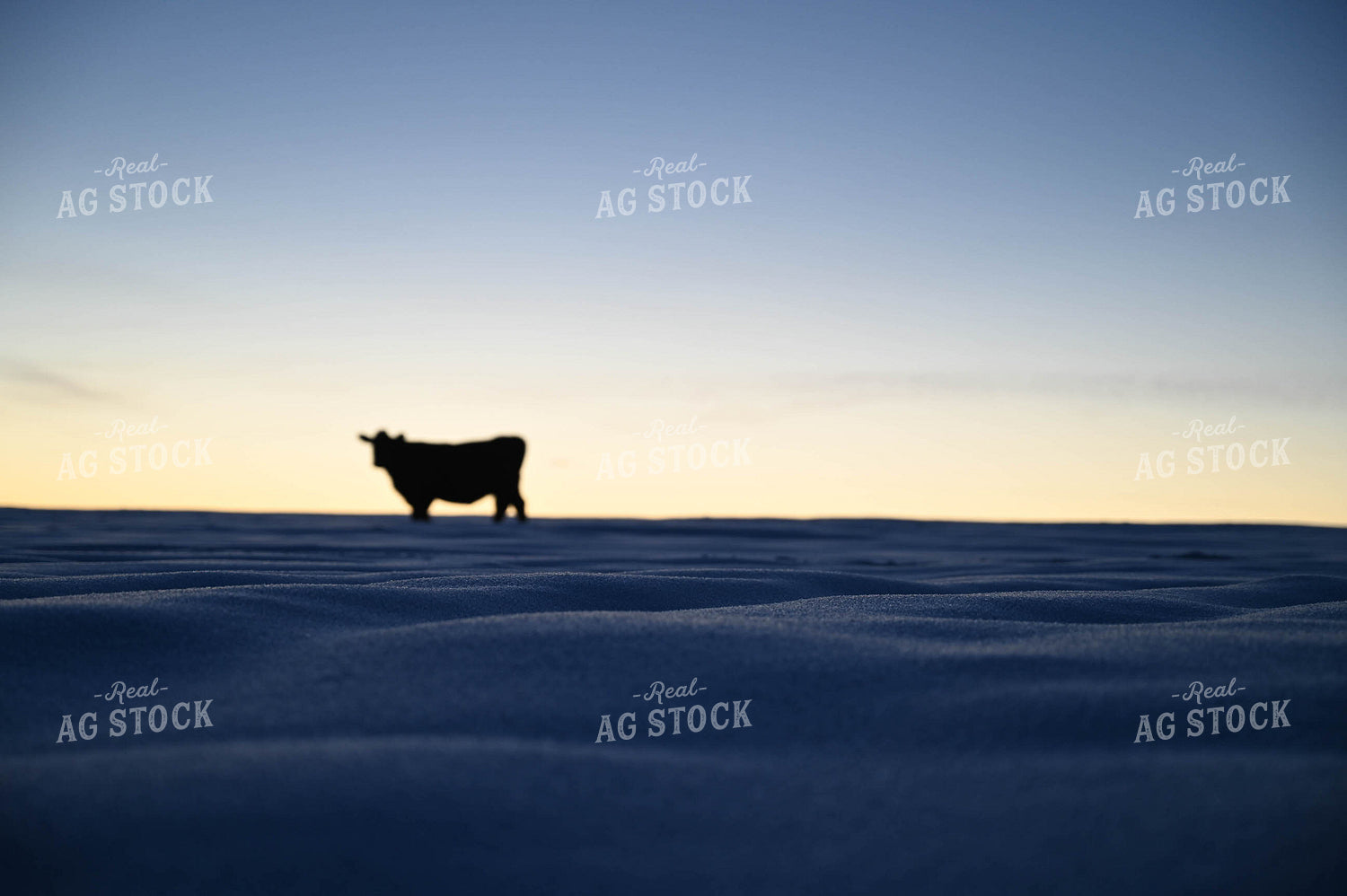 Cattle on Pasture in Snow 253018