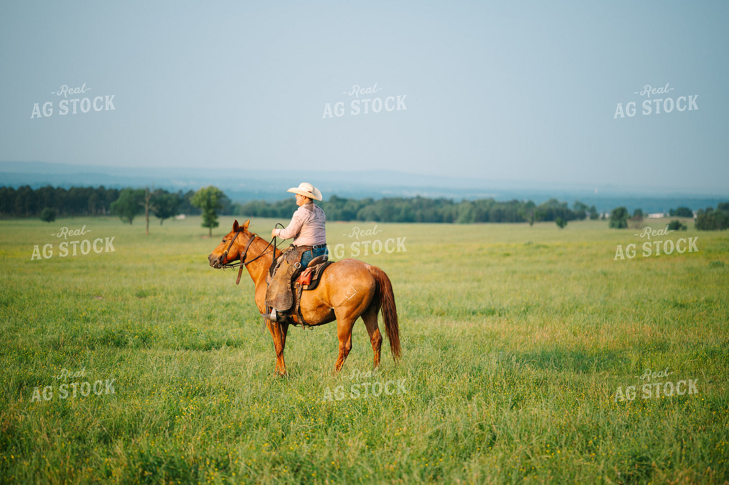 Rancher Rides Horses in Pasture 125132