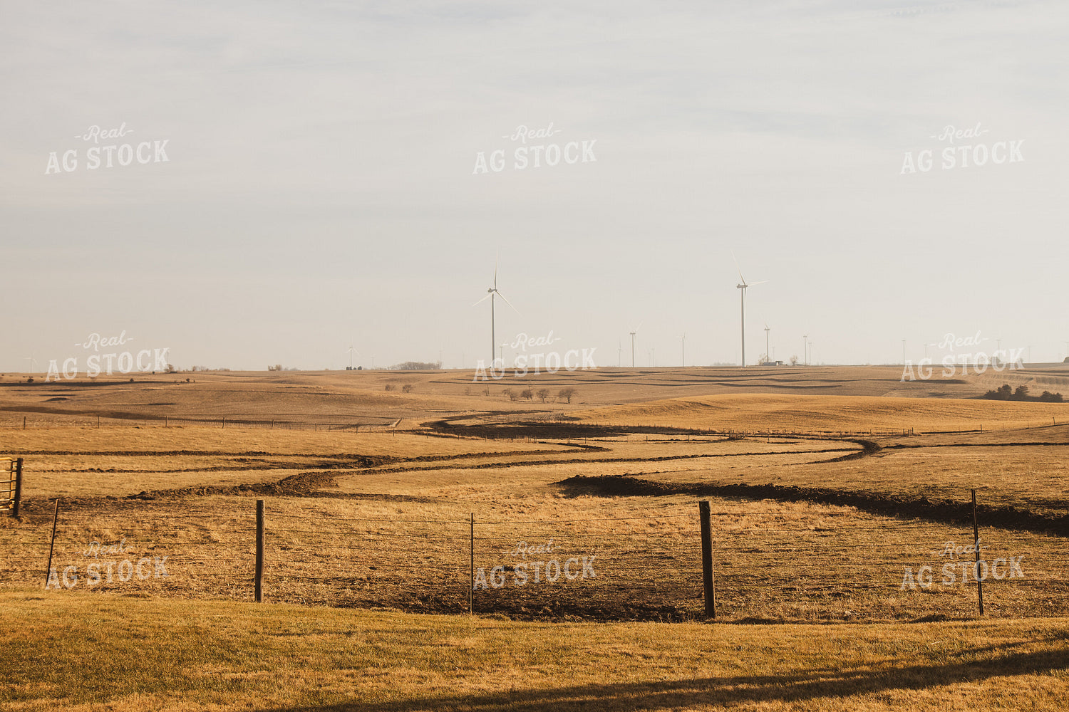 Fall Pasture 67238