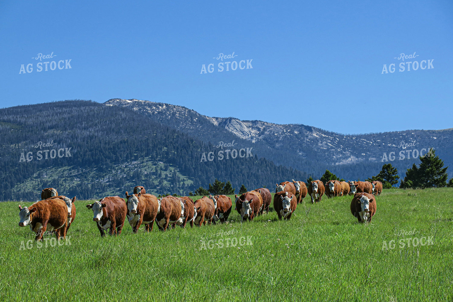 Hereford Cattle in Pasture 81064