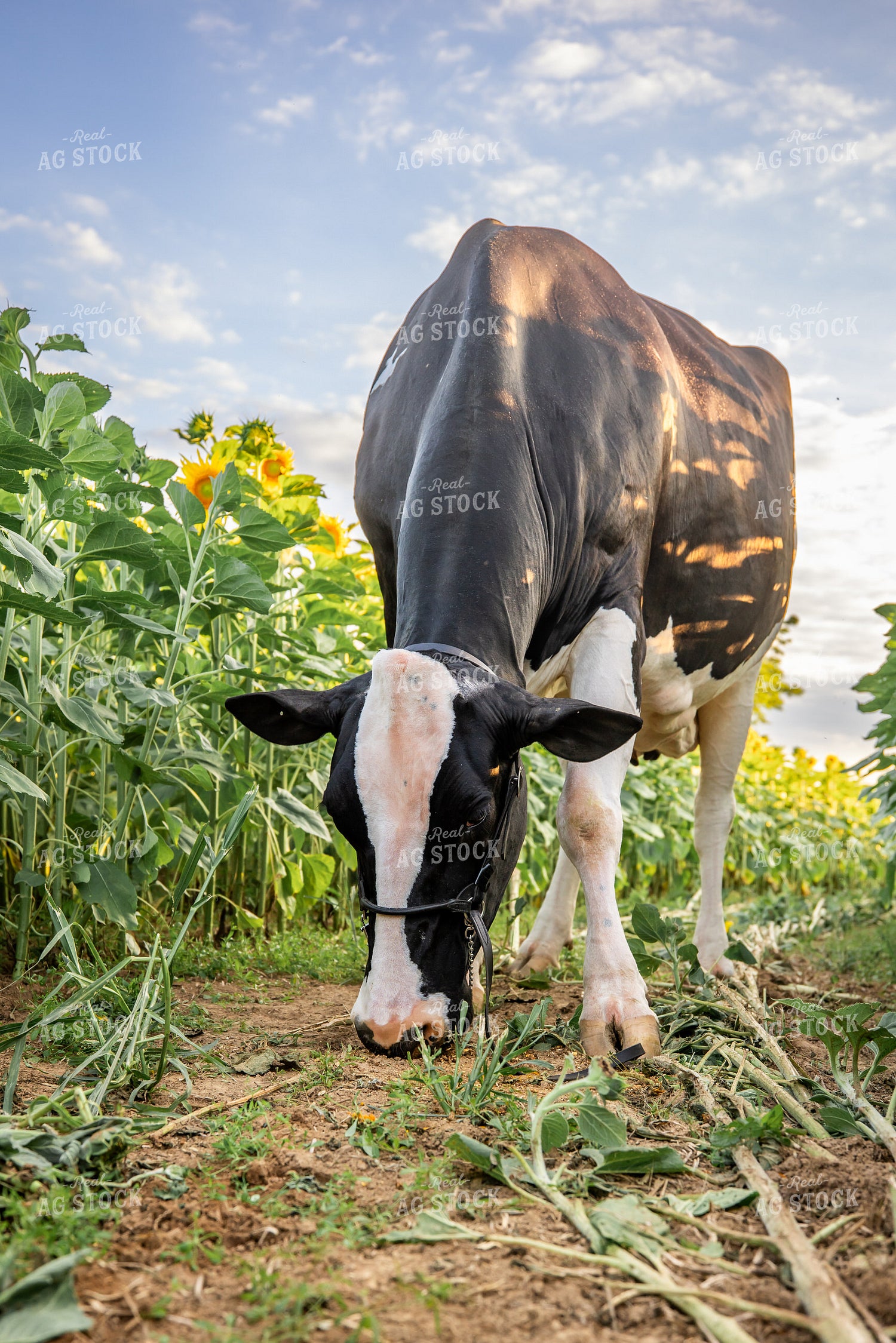 Holstein Cow Grazing in Sunflower Field 270300