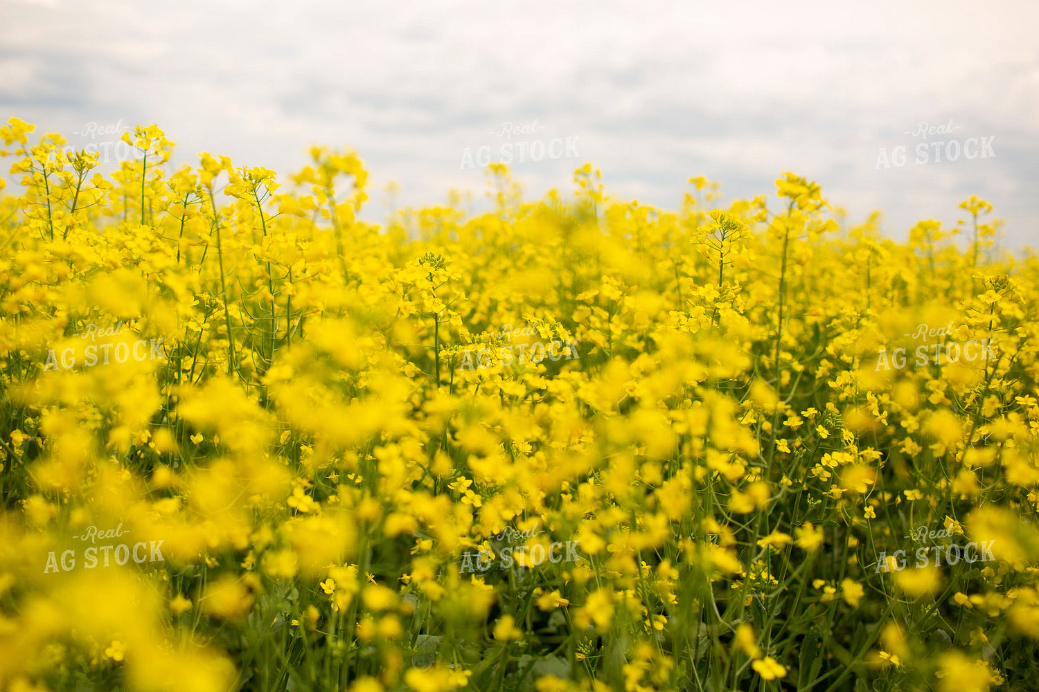 Canola 1898