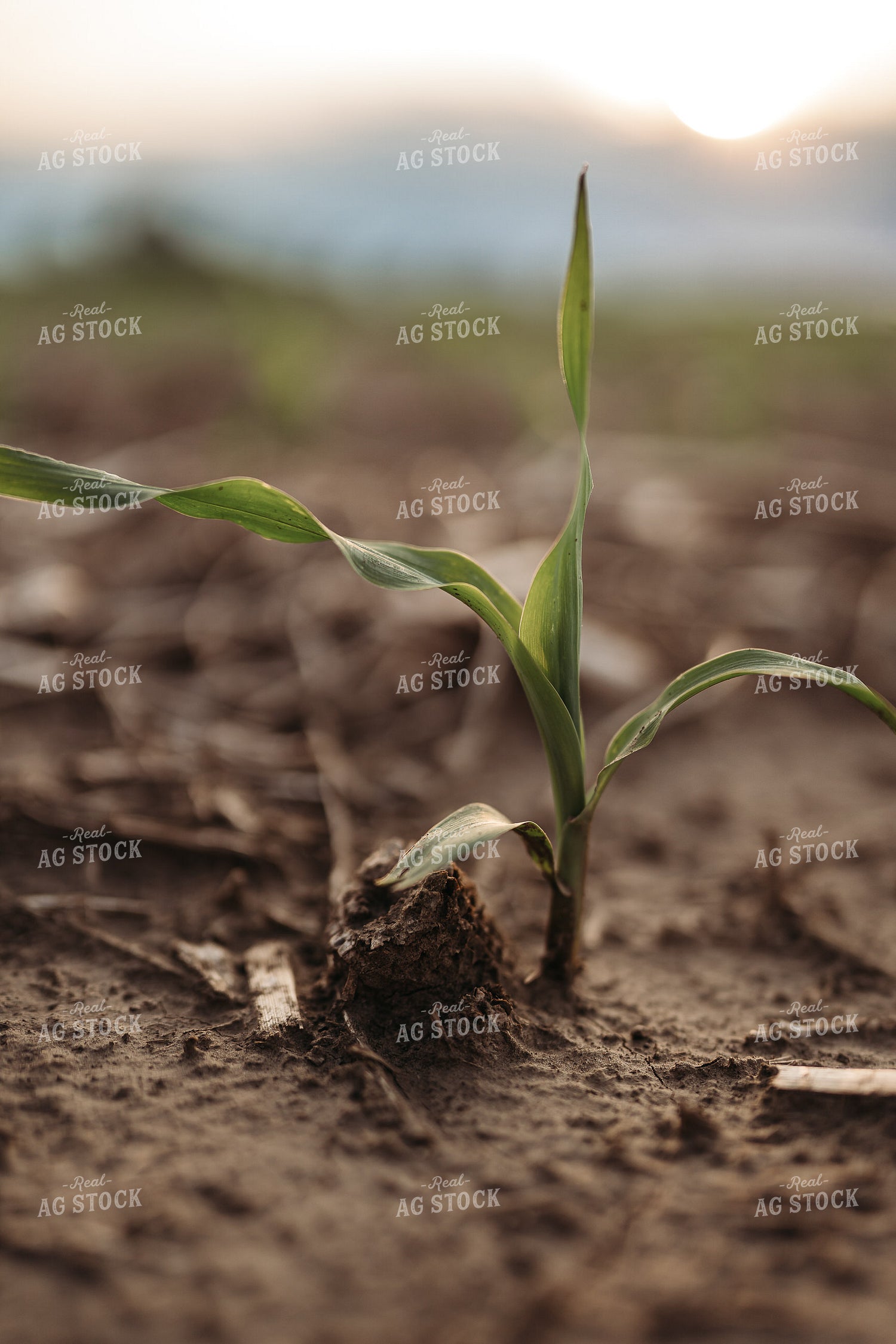 Early Corn Growth 196072