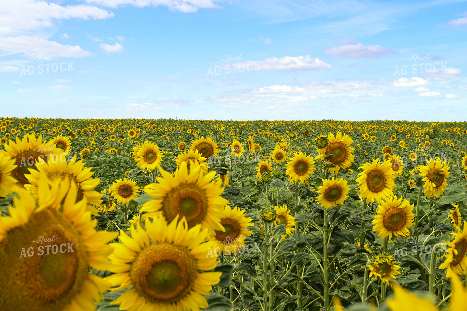Sunflower Field 185118