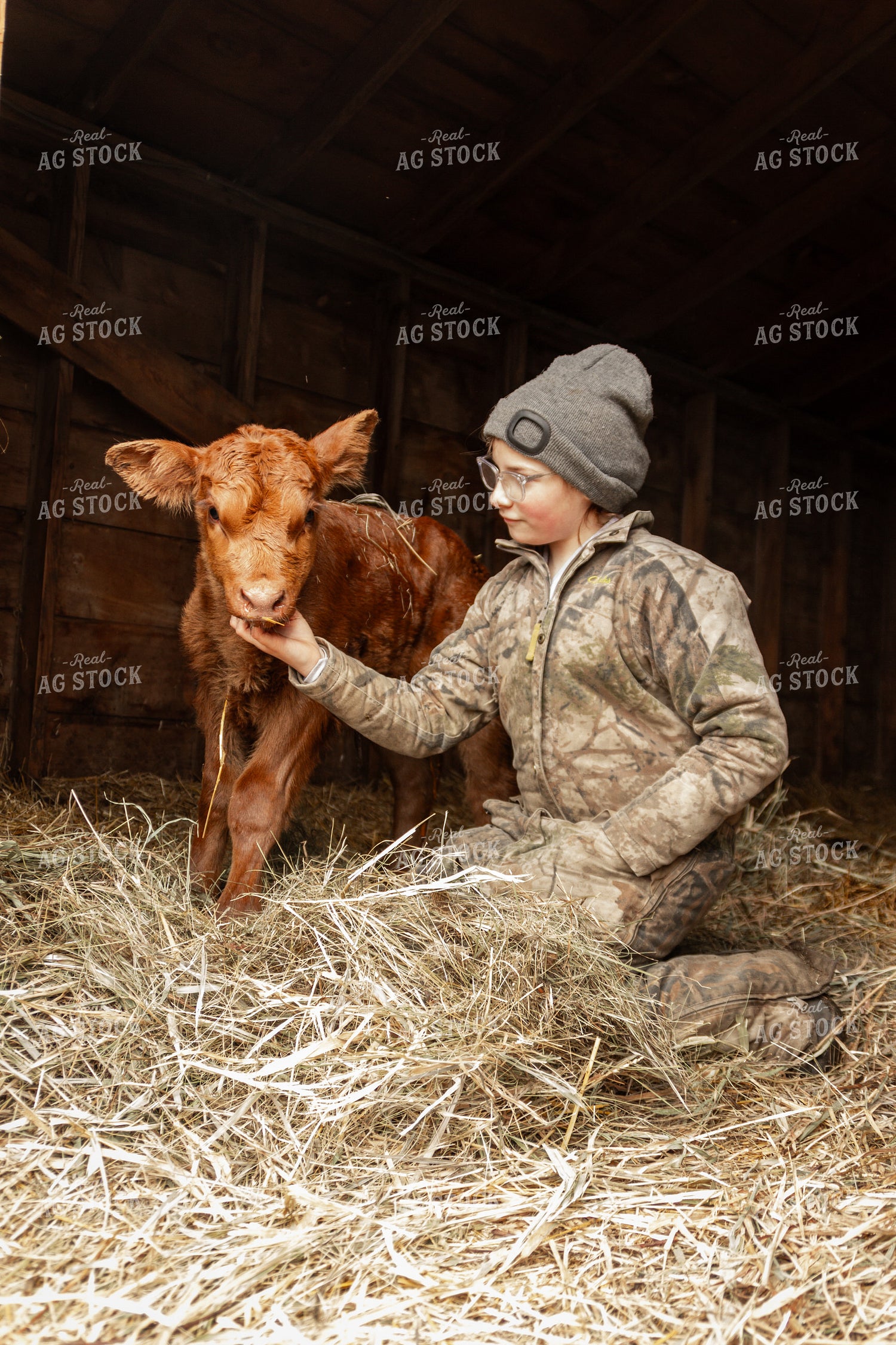 Calf with Farm Kid 155116