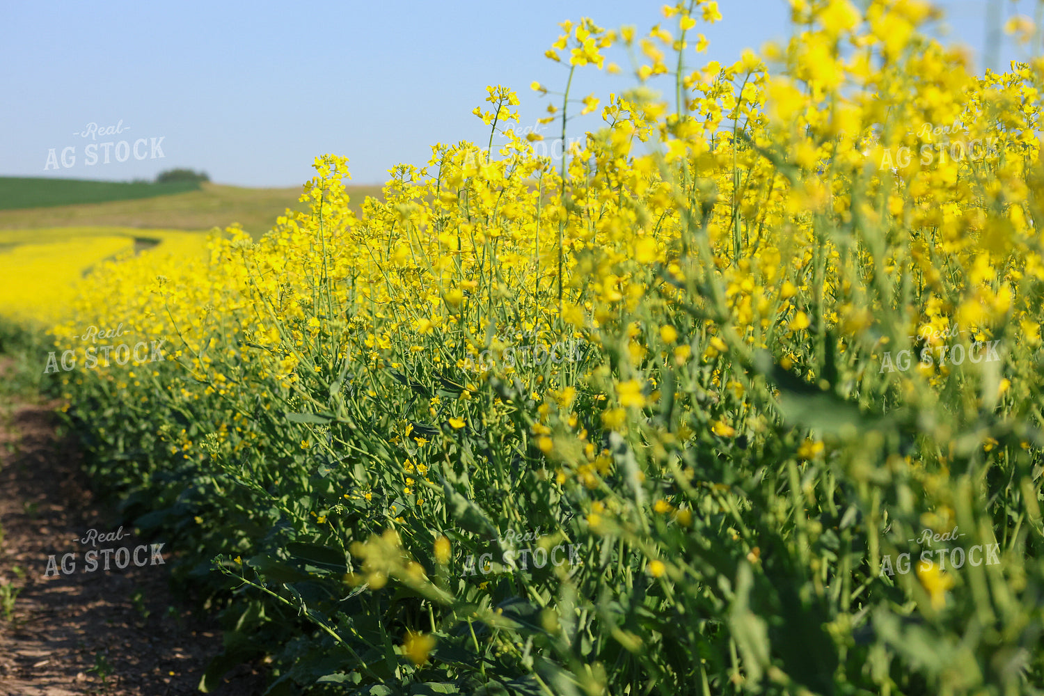 Canola 187049