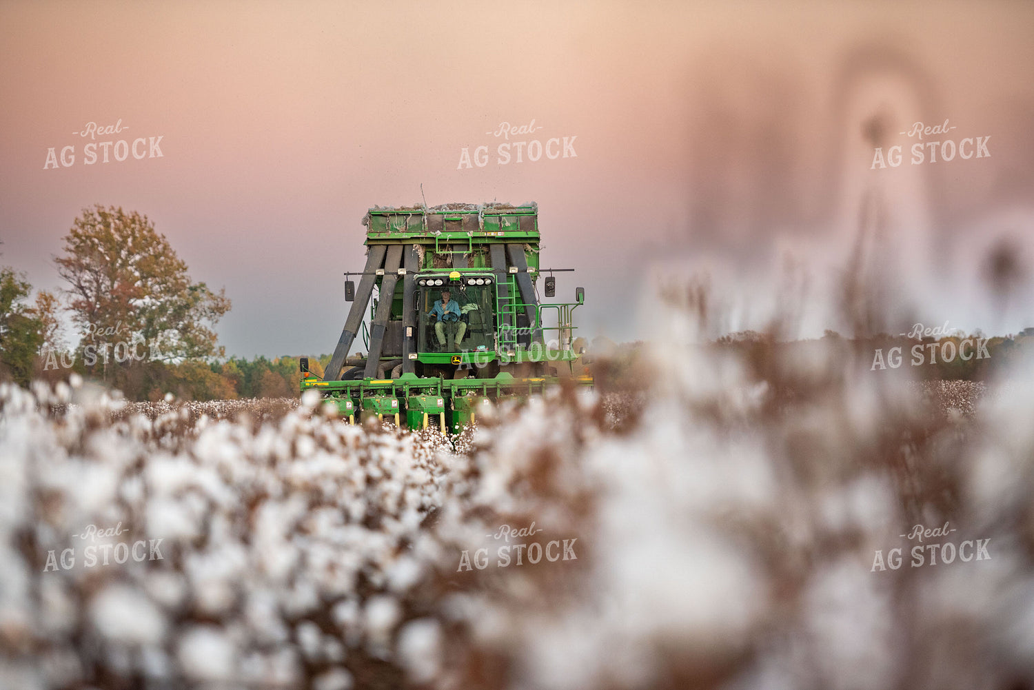 Cotton Harvest 136171